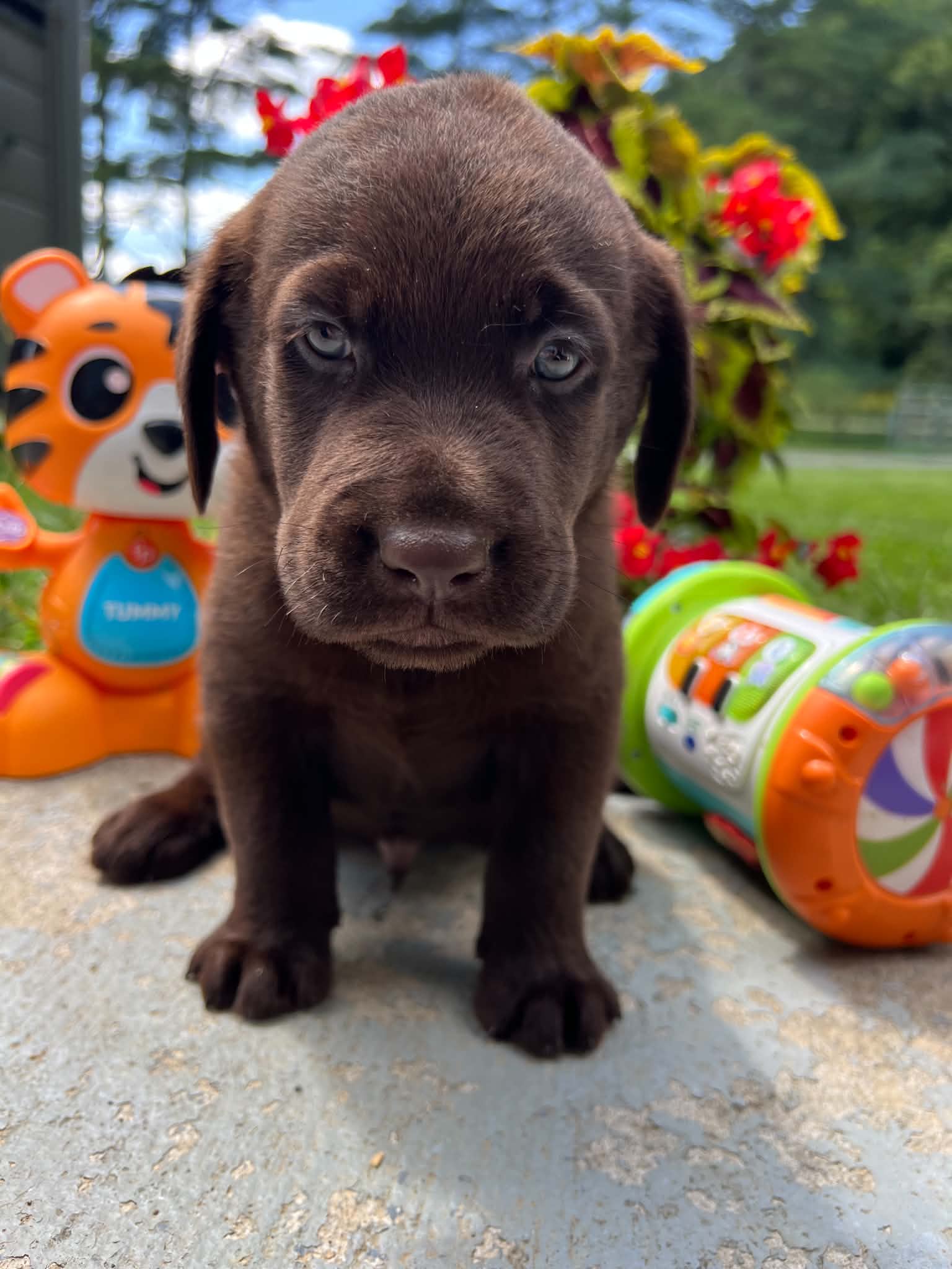 A purebred Labrador Retriever puppy outside in natural daylight.