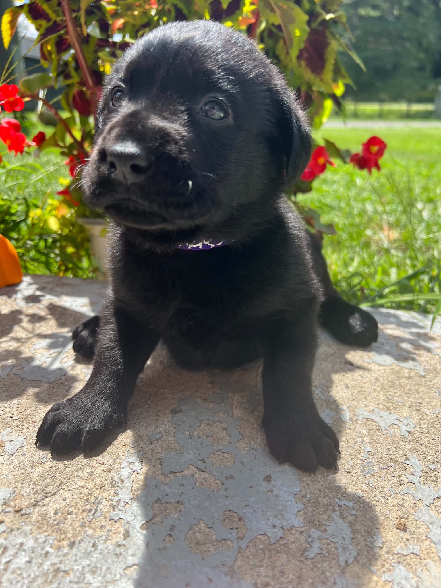A purebred Labrador Retriever puppy outside in natural daylight.