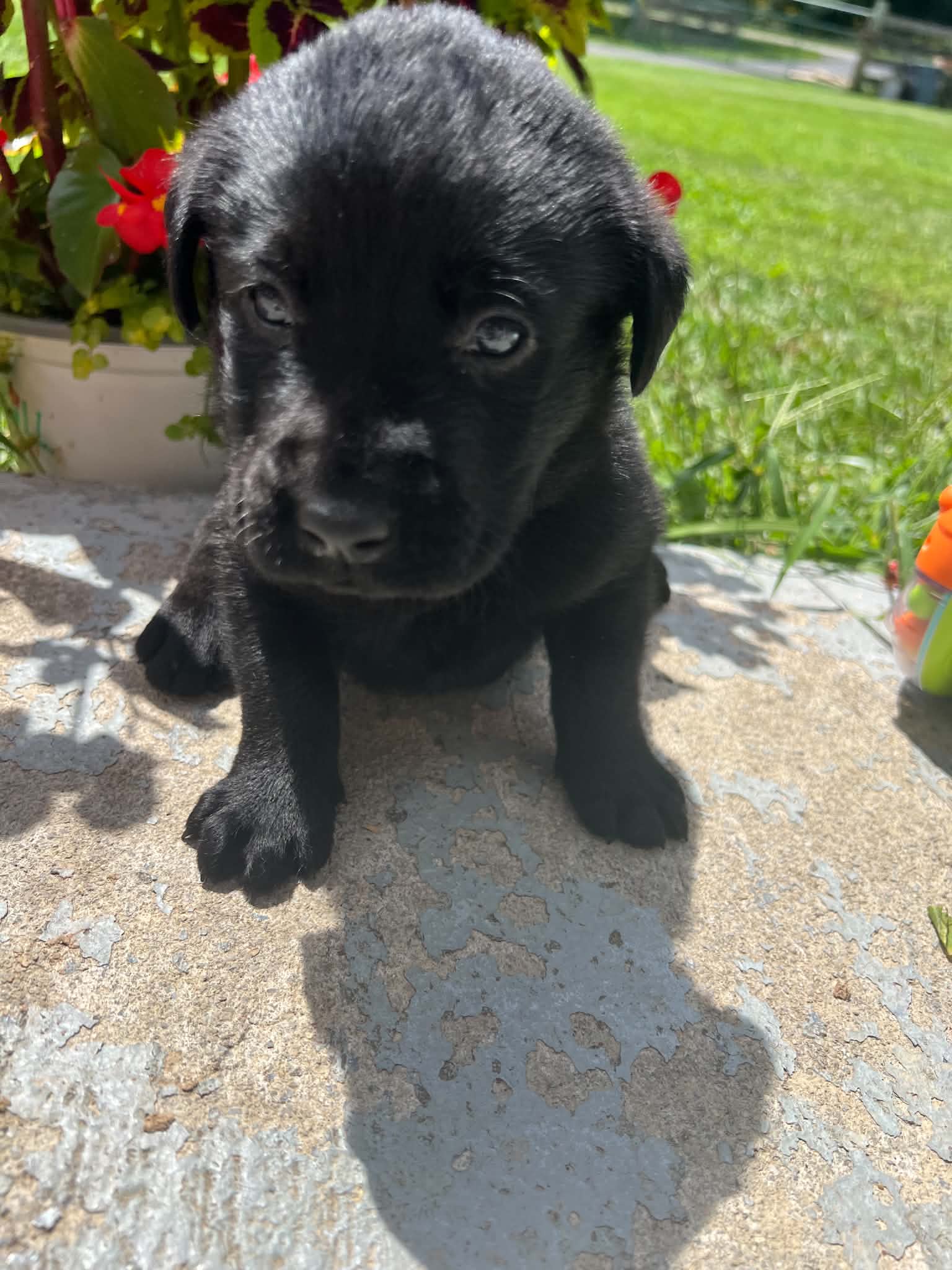 A purebred Labrador Retriever puppy outside in natural daylight.