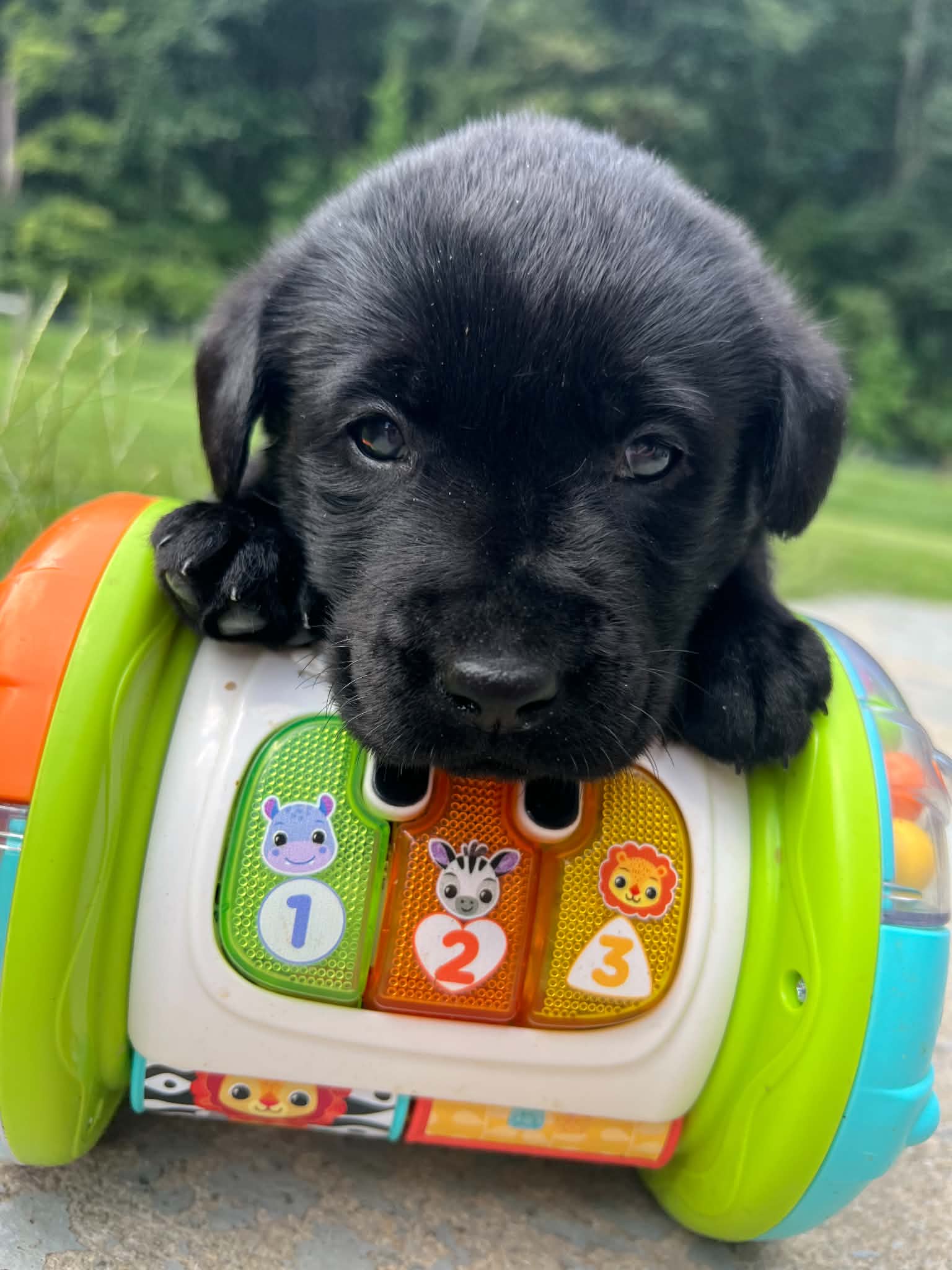 A purebred Labrador Retriever puppy outside in natural daylight.