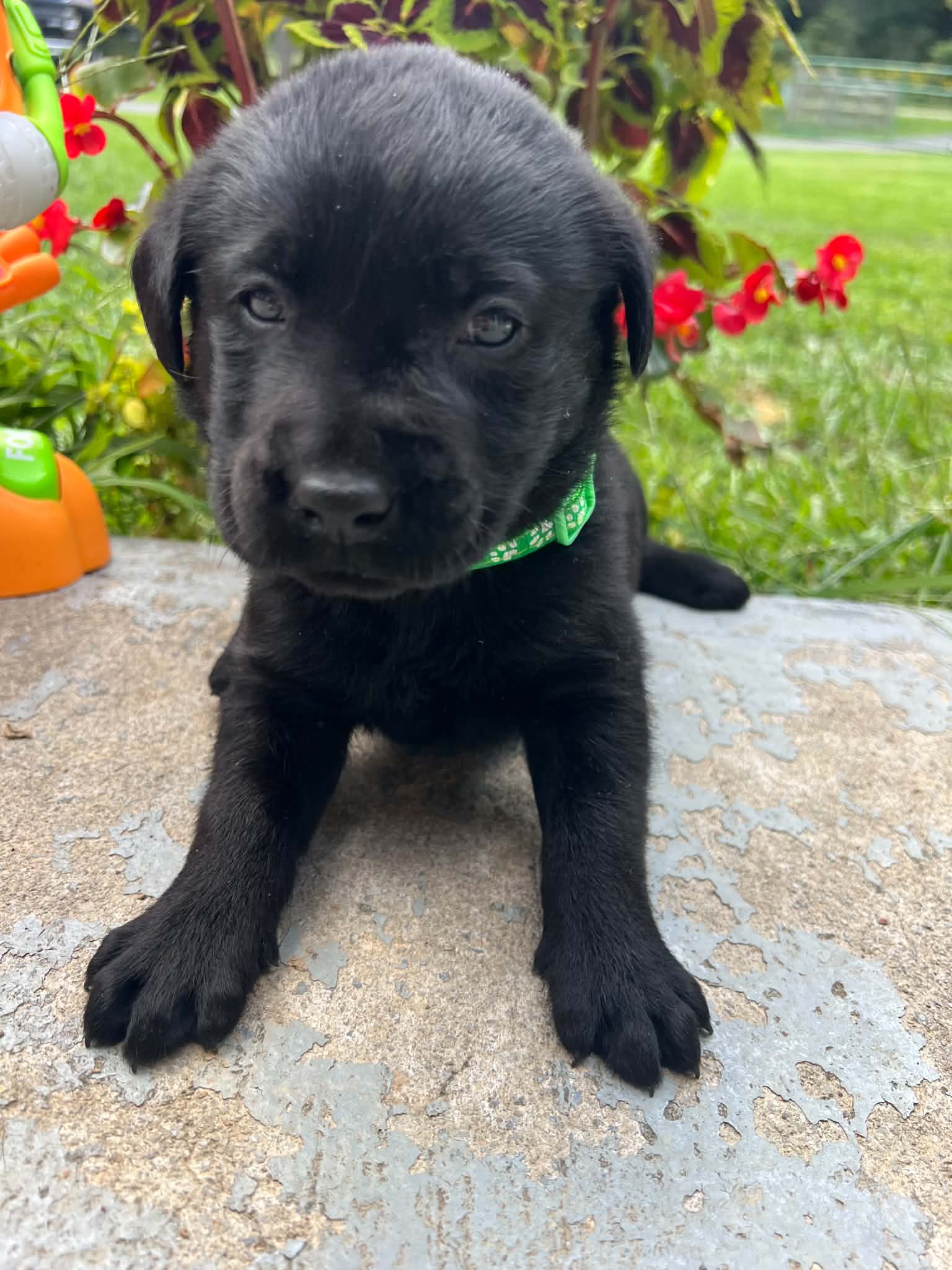 A purebred Labrador Retriever puppy outside in natural daylight.