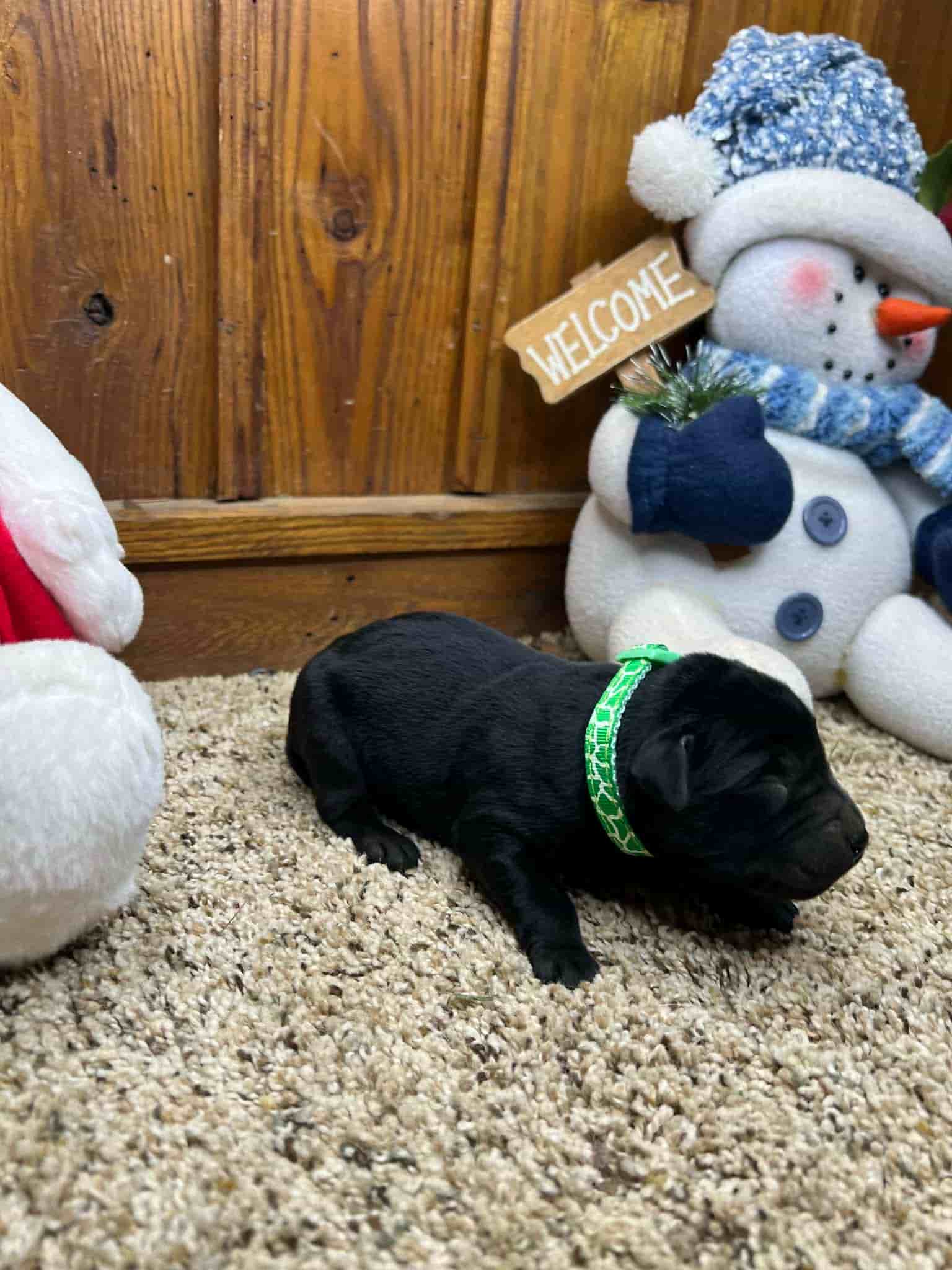 A purebred yellow Labrador Retriever puppy with a pink curtain and red rose flowers around him.