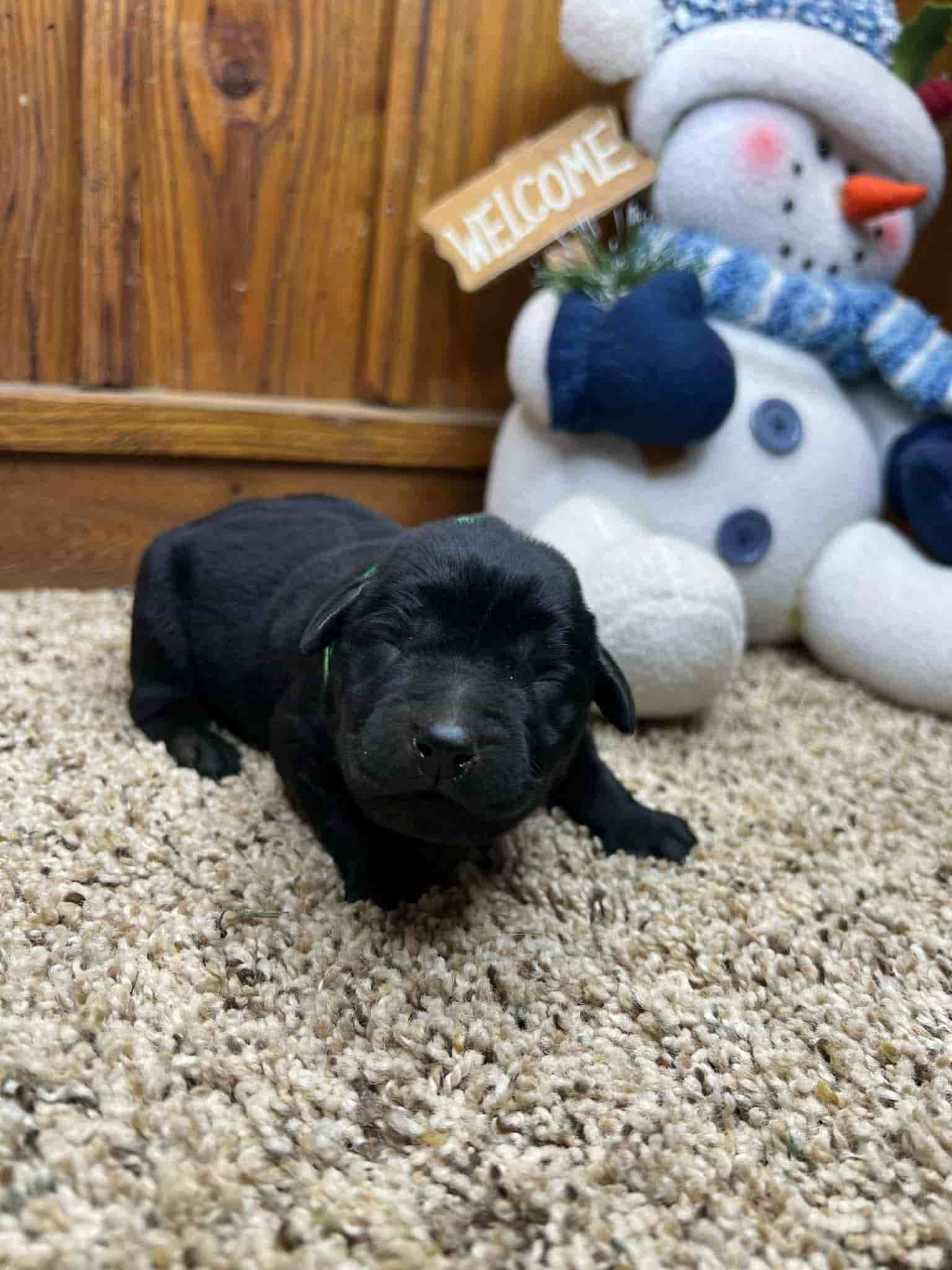A purebred yellow Labrador Retriever puppy with a pink curtain and red rose flowers around him.