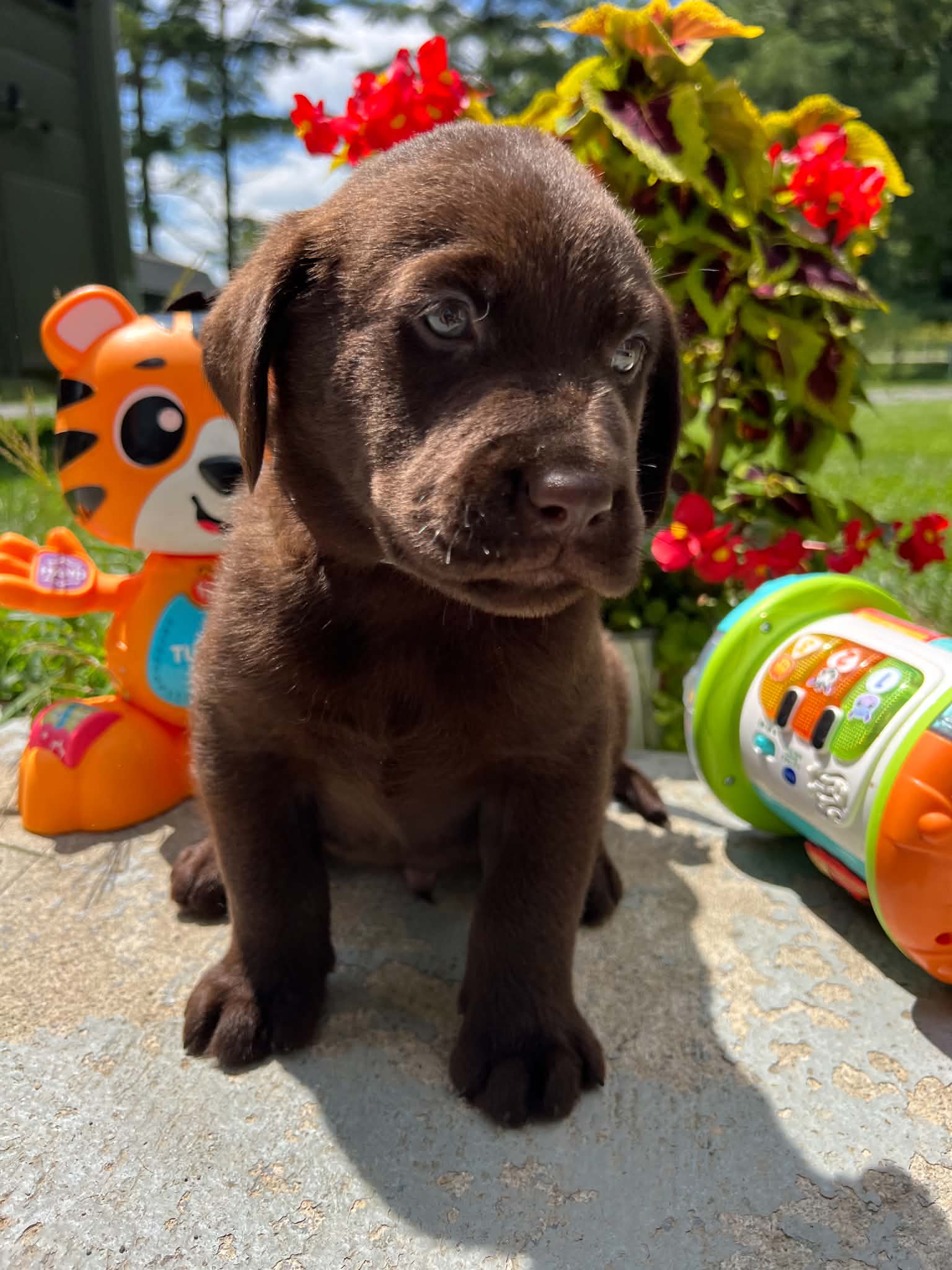 A purebred Labrador Retriever puppy outside in natural daylight.