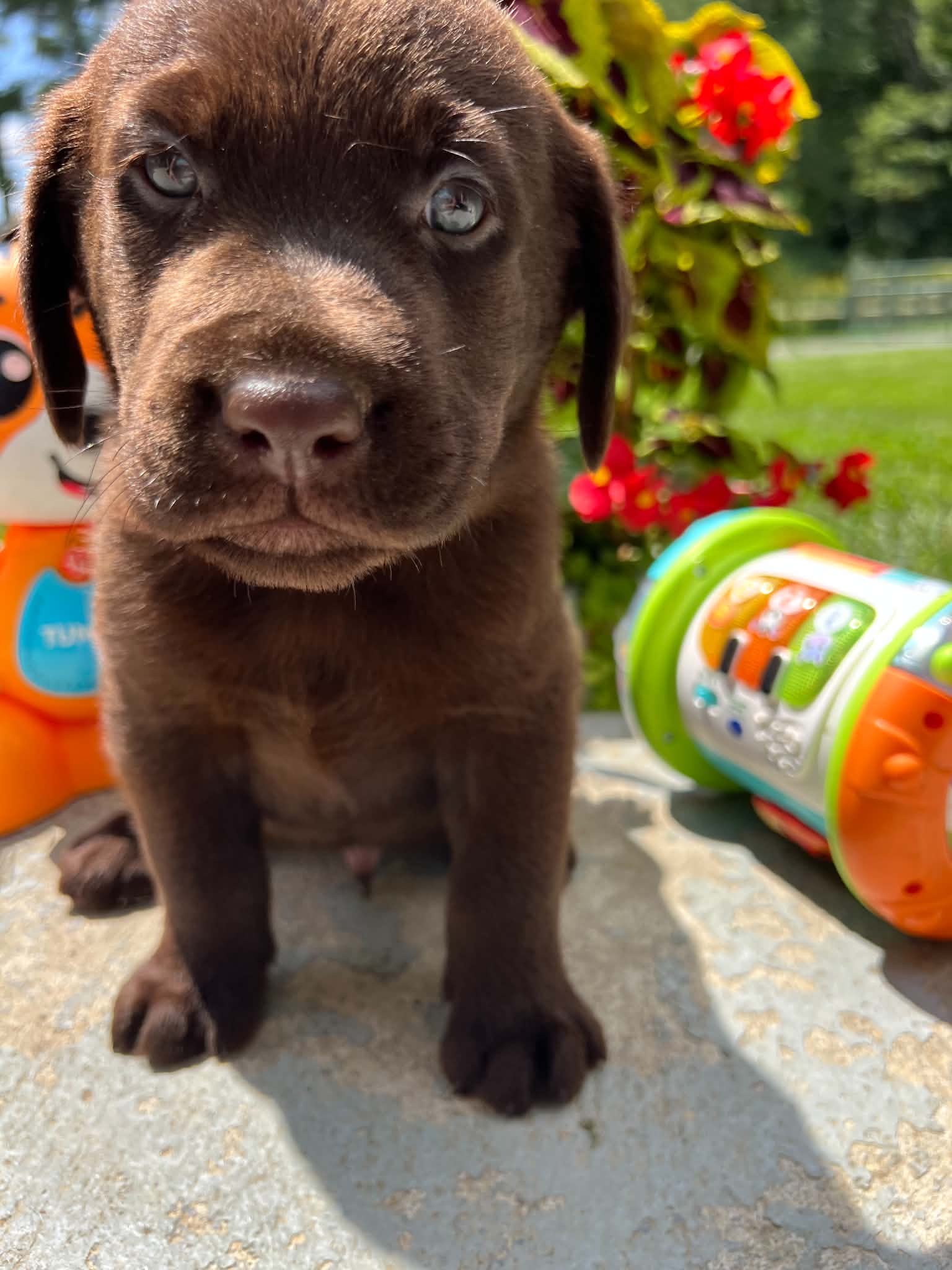 A purebred Labrador Retriever puppy outside in natural daylight.