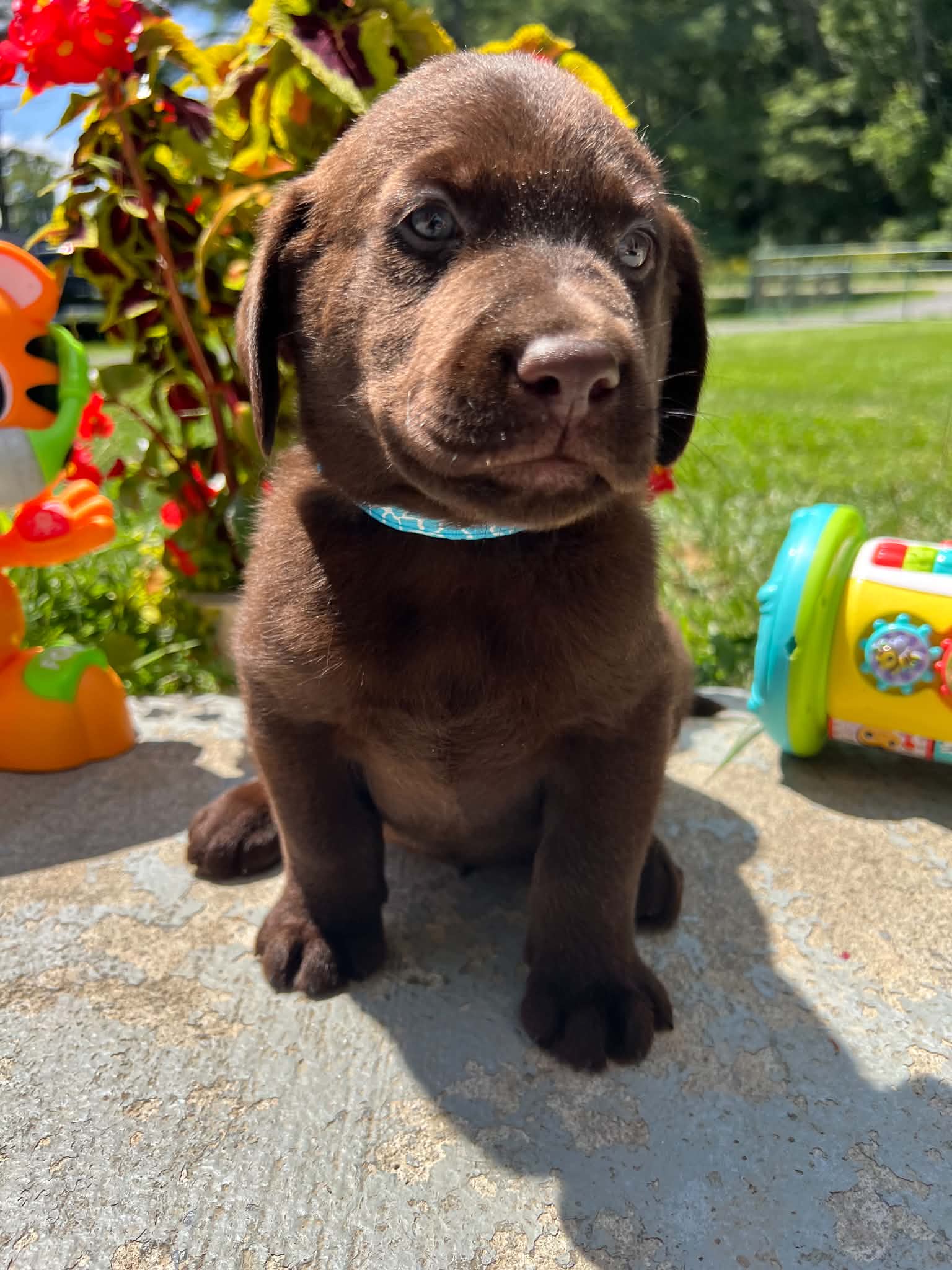 A purebred Labrador Retriever puppy outside in natural daylight.