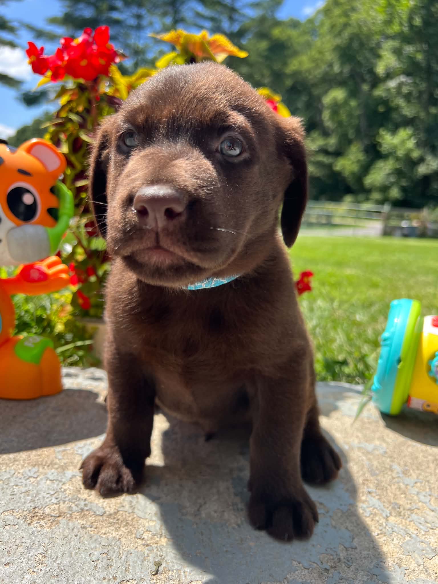 A purebred Labrador Retriever puppy outside in natural daylight.
