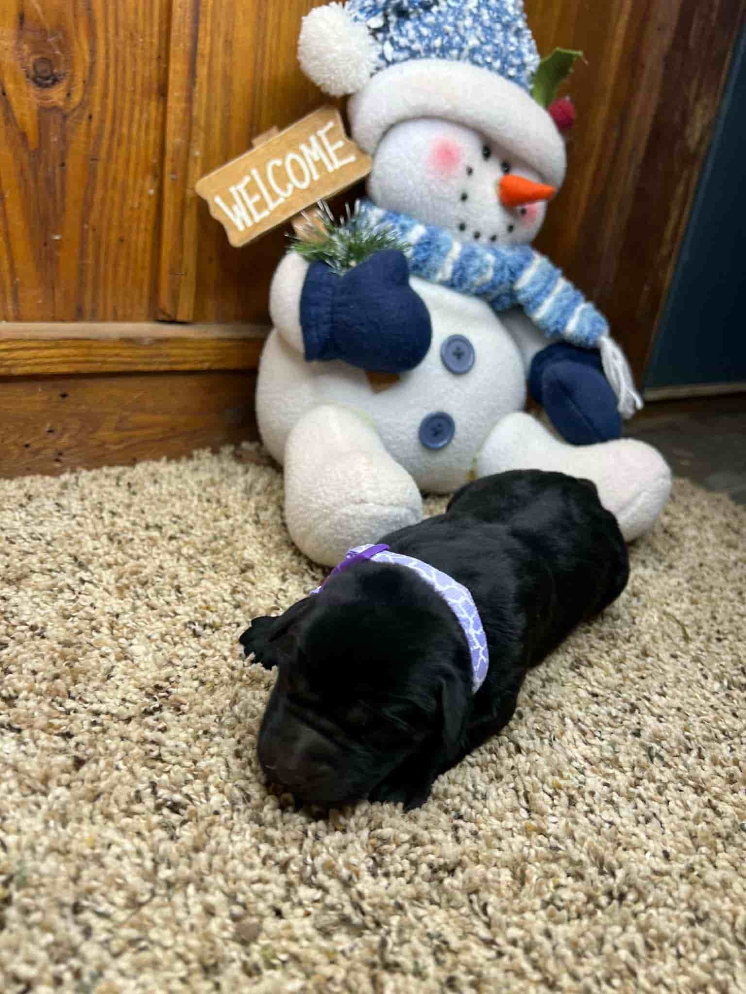 A purebred yellow Labrador Retriever puppy with a pink curtain and red rose flowers around him.