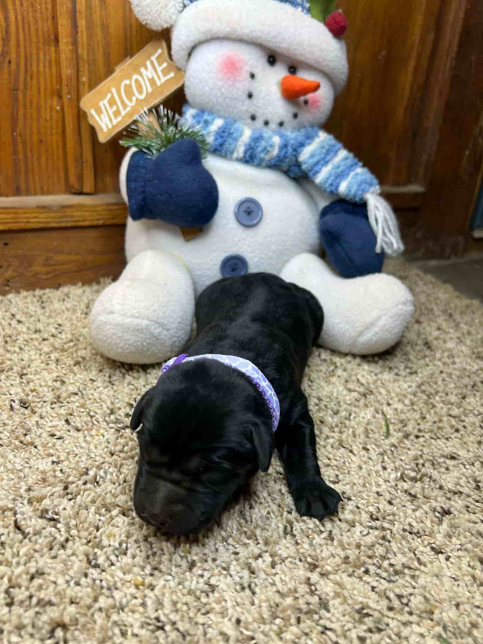 A purebred yellow Labrador Retriever puppy with a pink curtain and red rose flowers around him.