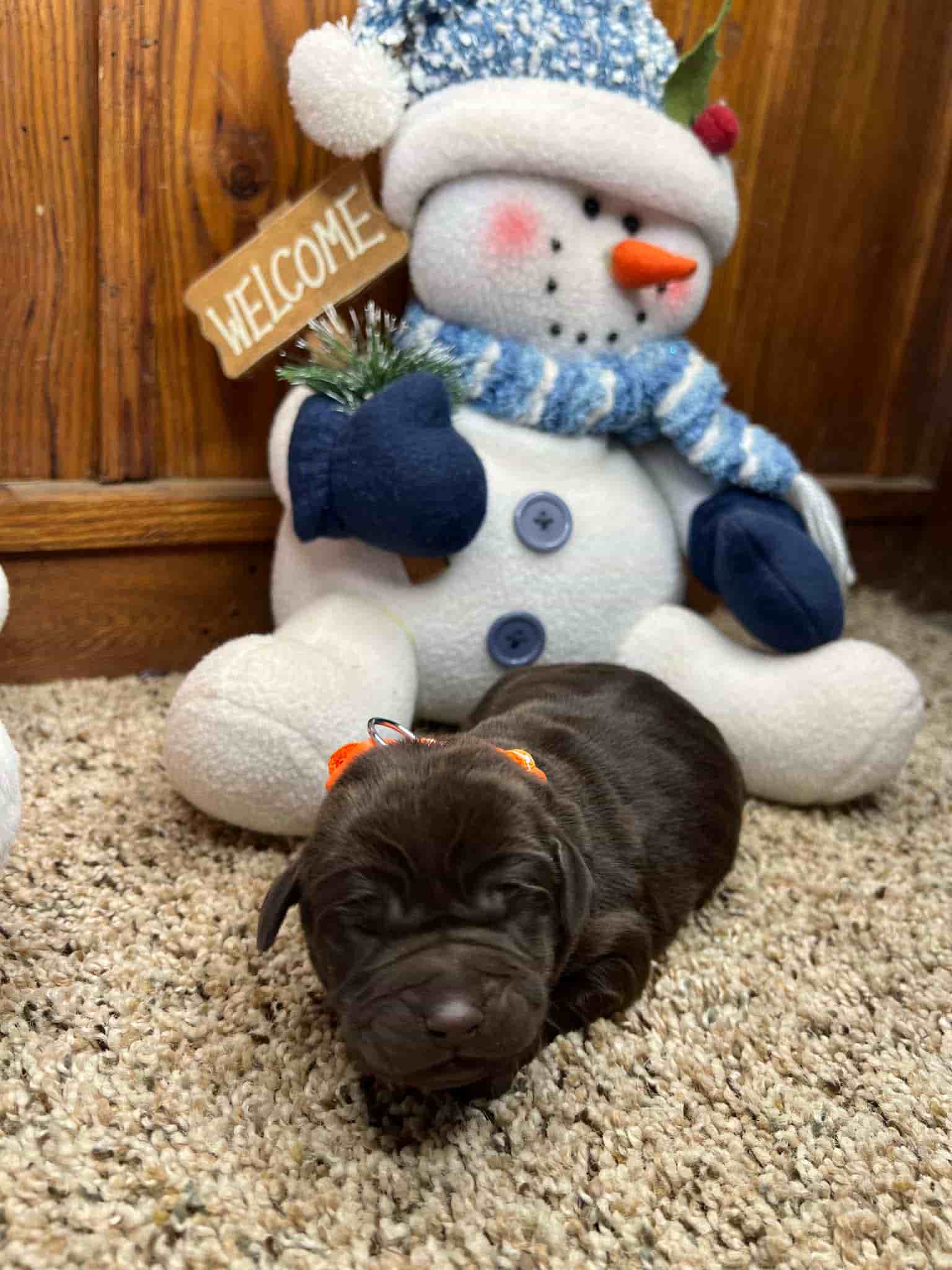 A purebred yellow Labrador Retriever puppy with a pink curtain and red rose flowers around him.