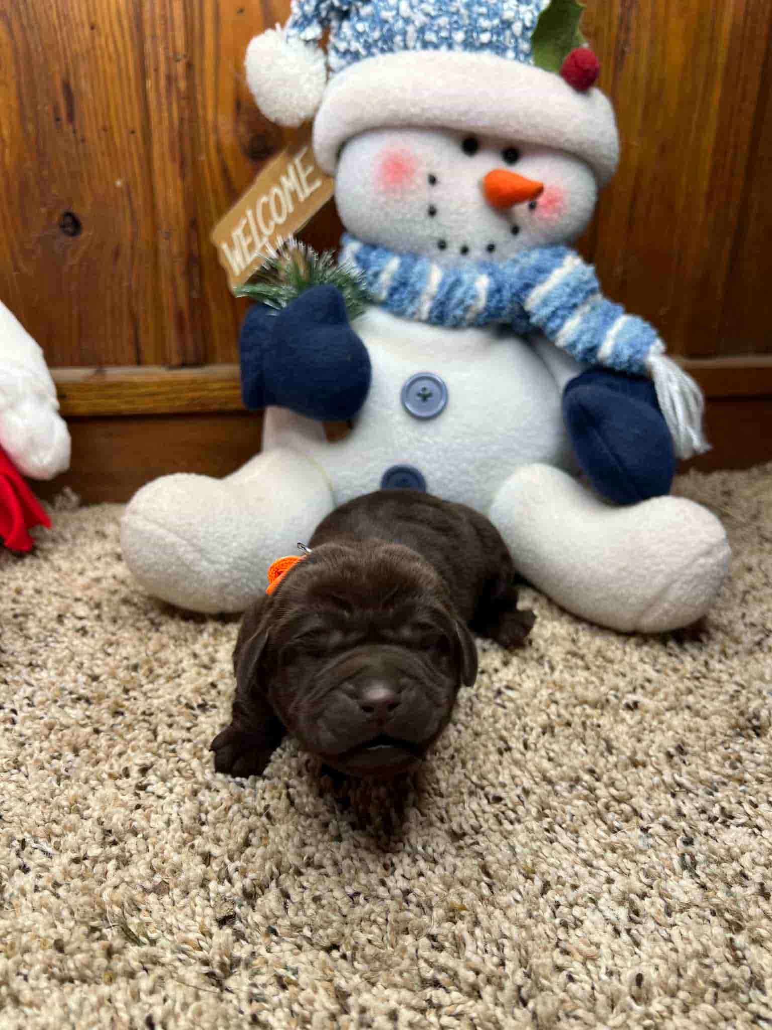 A purebred yellow Labrador Retriever puppy with a pink curtain and red rose flowers around him.