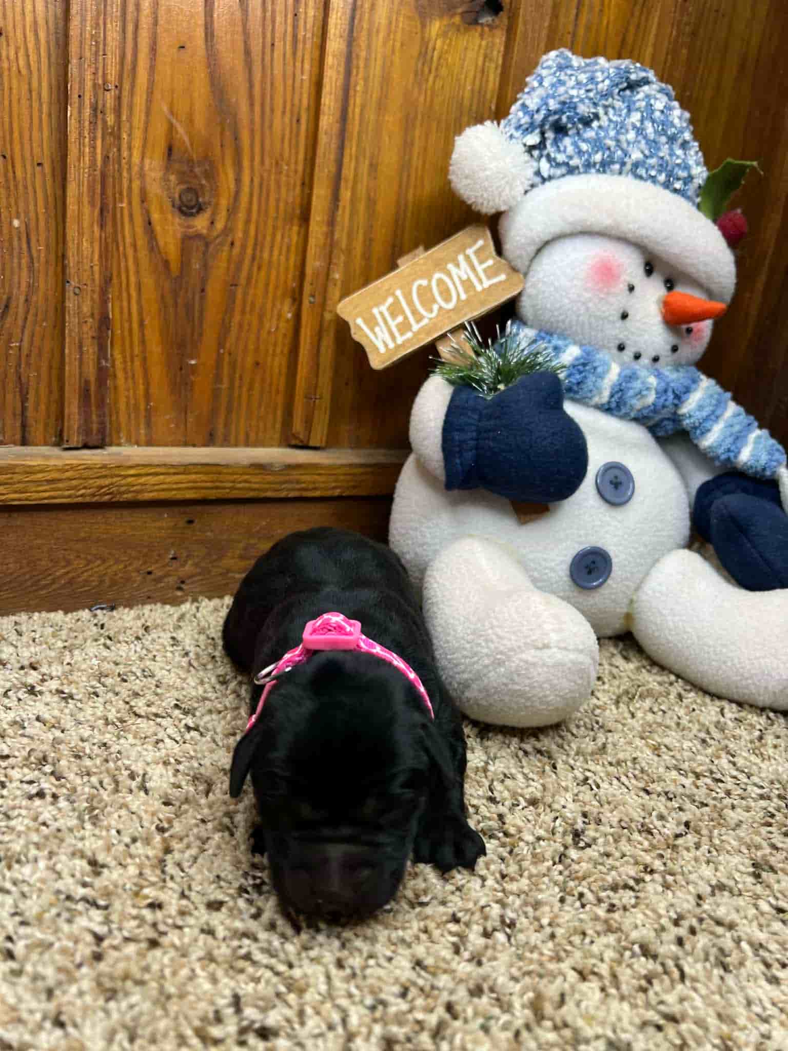 A purebred silver Labrador Retriever puppy with a pink curtain and red rose flowers around him.