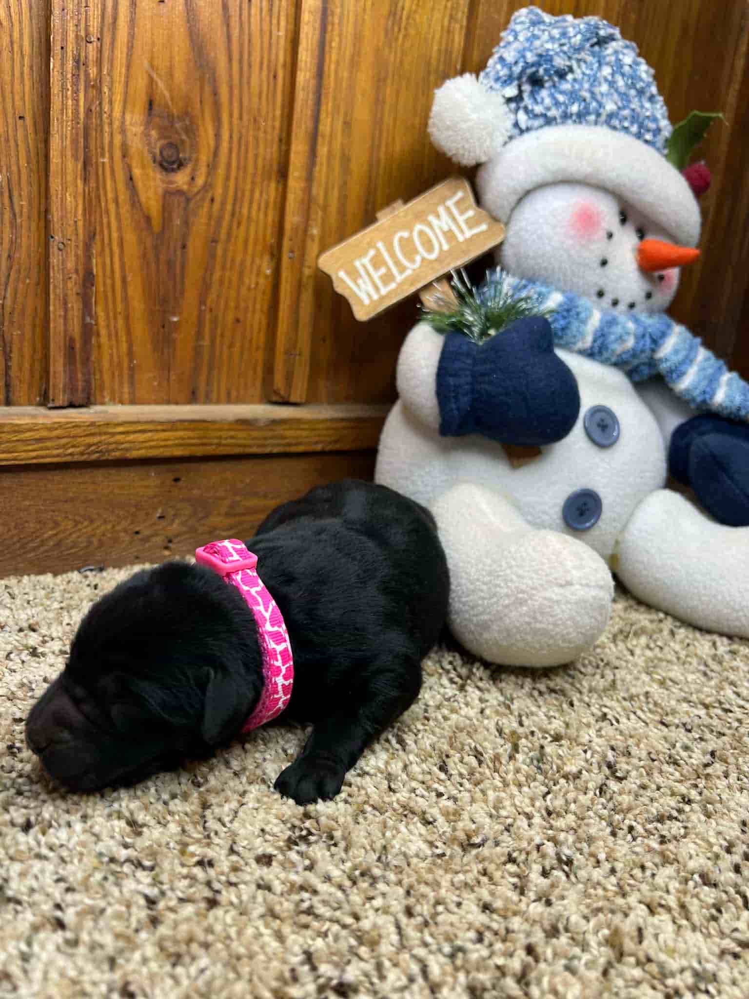 A purebred silver Labrador Retriever puppy with a pink curtain and red rose flowers around him.