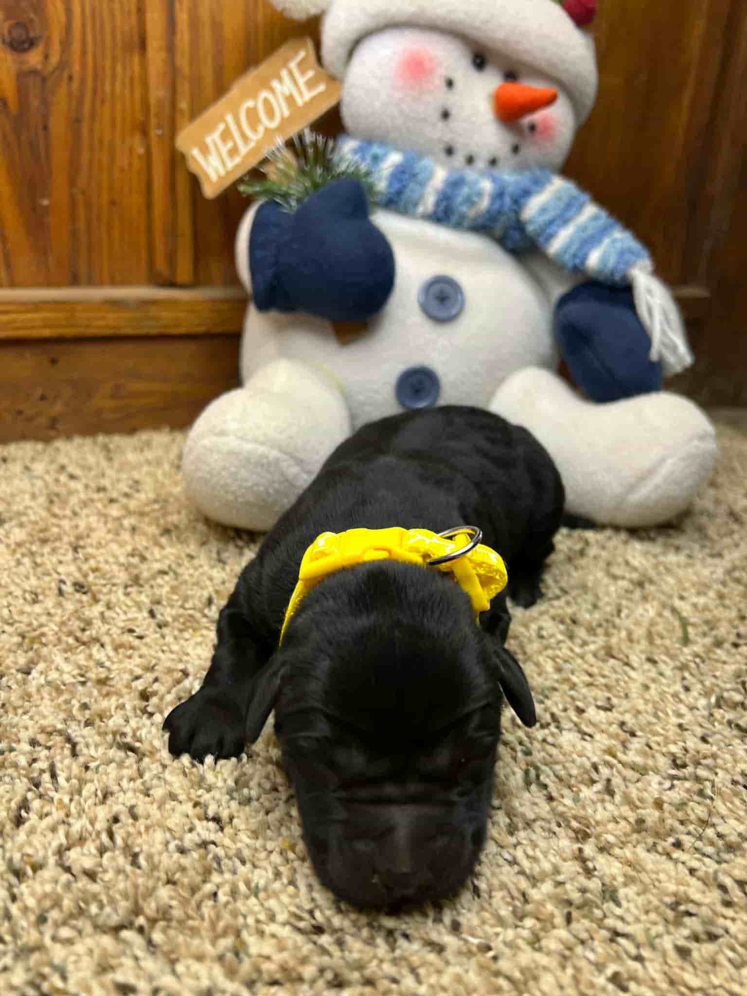 A purebred yellow Labrador Retriever puppy with a pink curtain and red rose flowers around him.