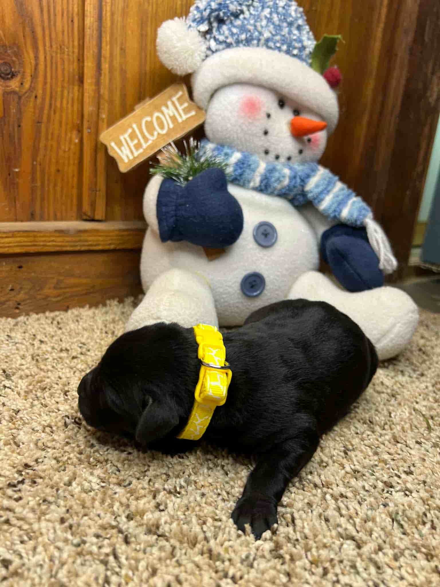 A purebred yellow Labrador Retriever puppy with a pink curtain and red rose flowers around him.