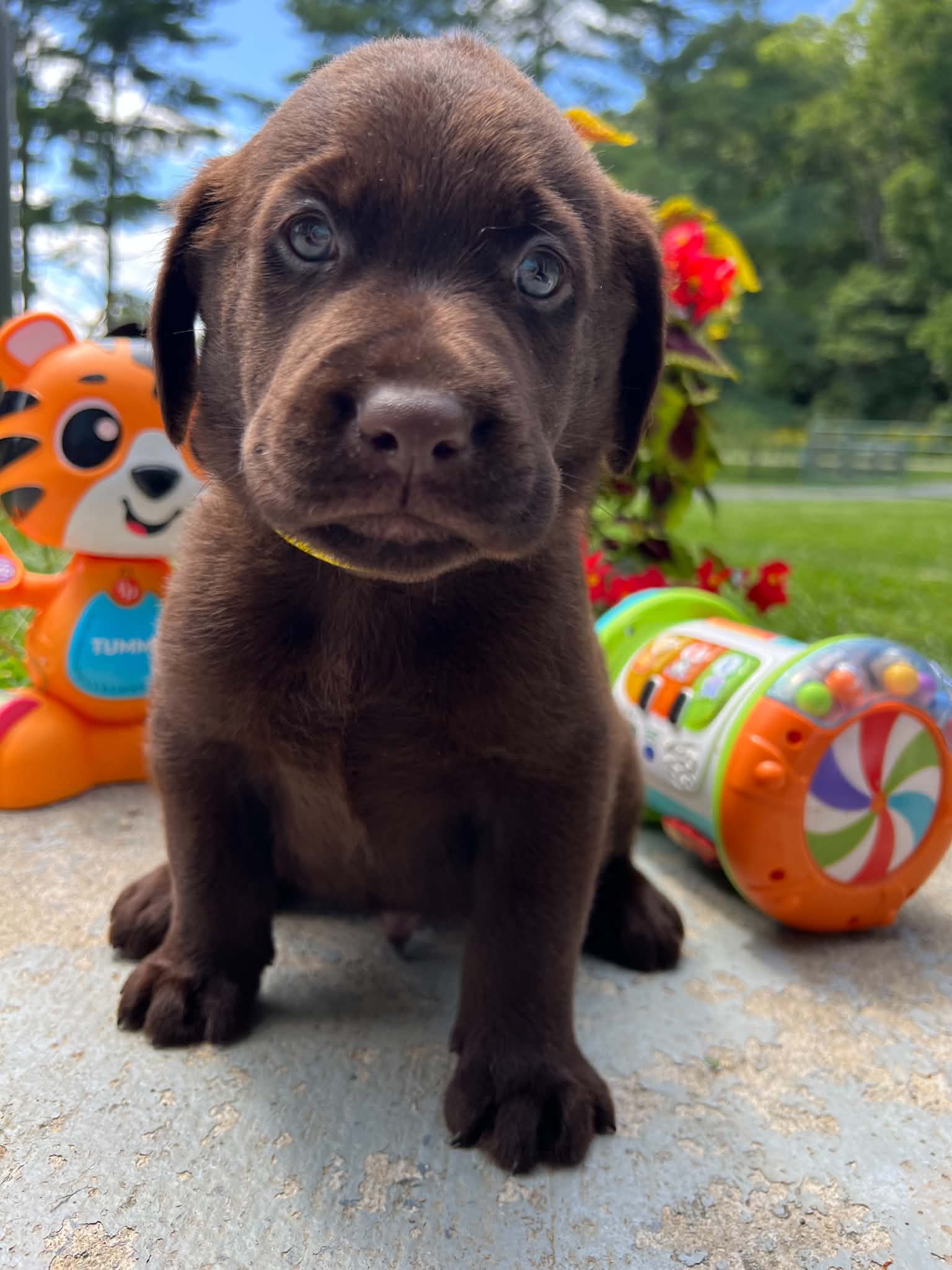 A purebred Labrador Retriever puppy outside in natural daylight.