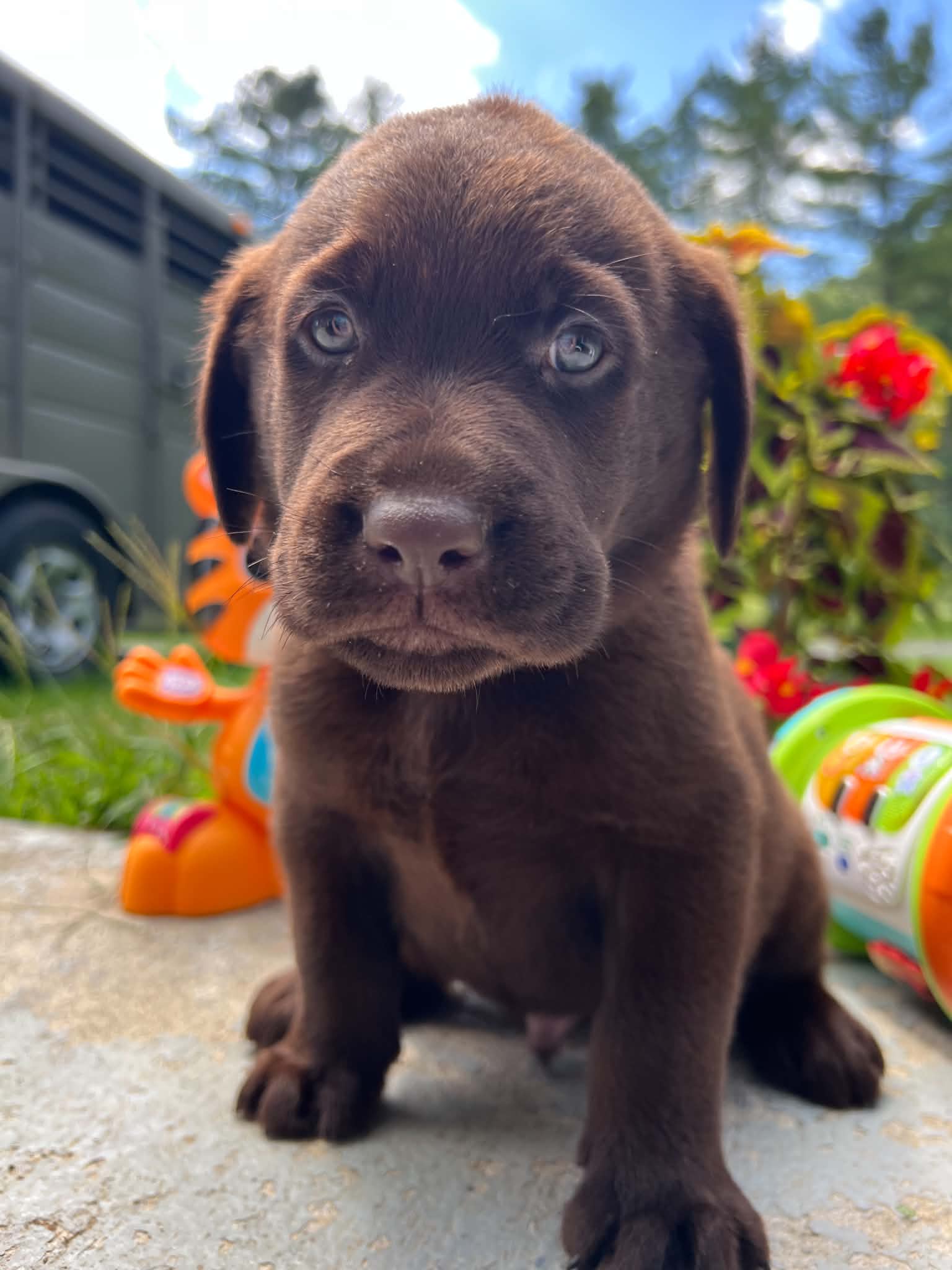 A purebred Labrador Retriever puppy outside in natural daylight.