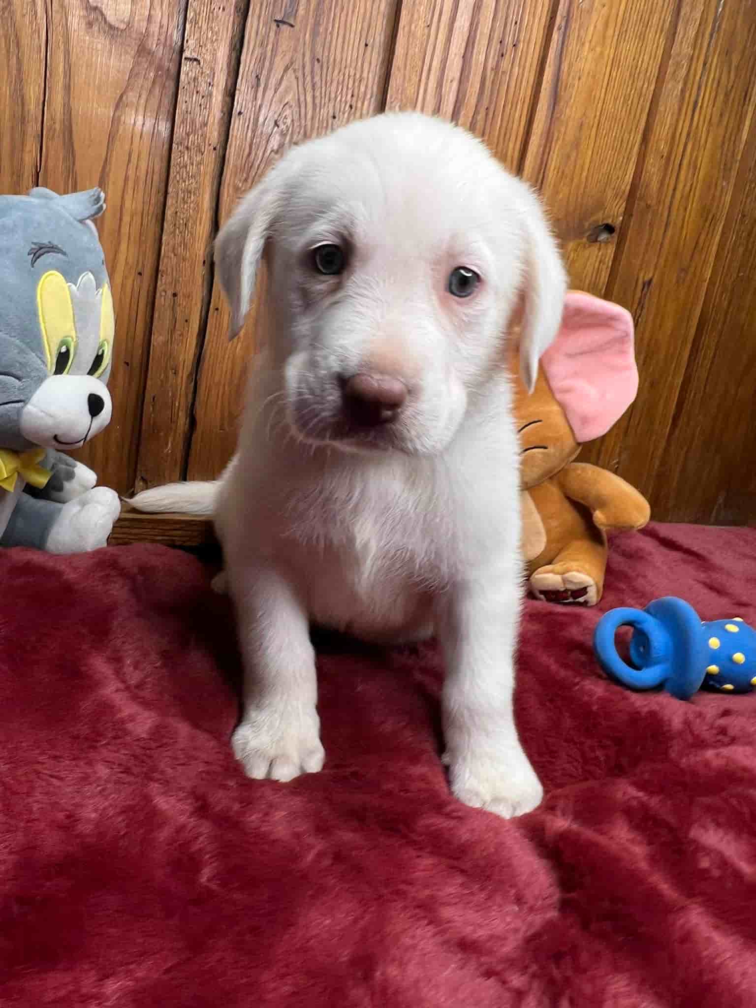 A purebred black Labrador Retriever puppy with a pink curtain and red rose flowers around him.