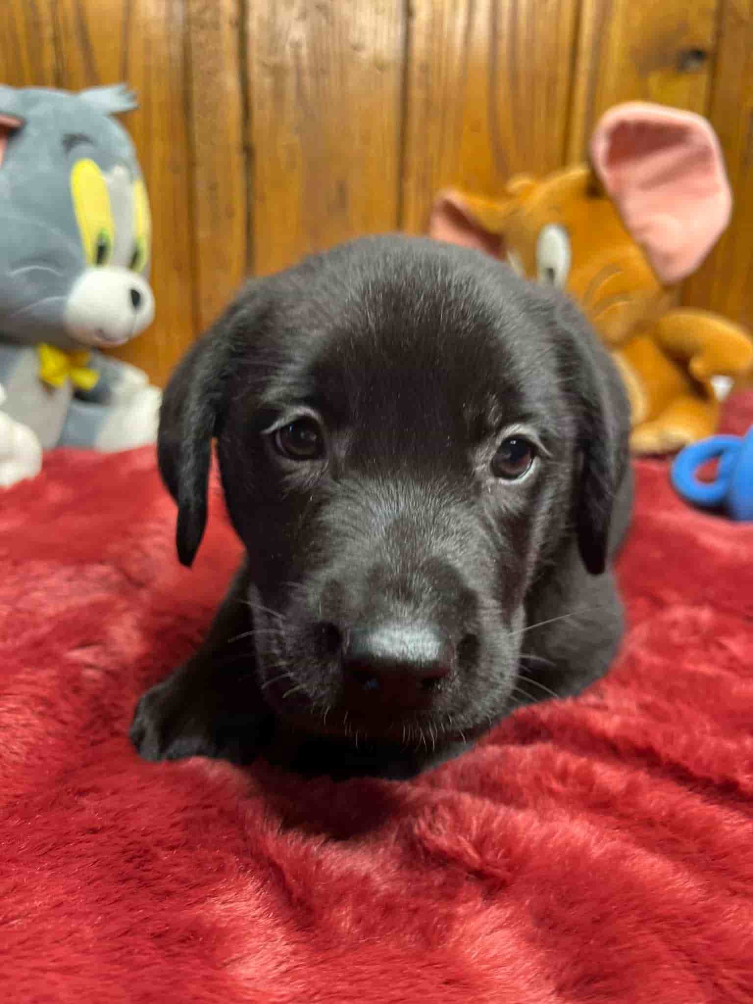 A purebred black Labrador Retriever puppy with a pink curtain and red rose flowers around him.