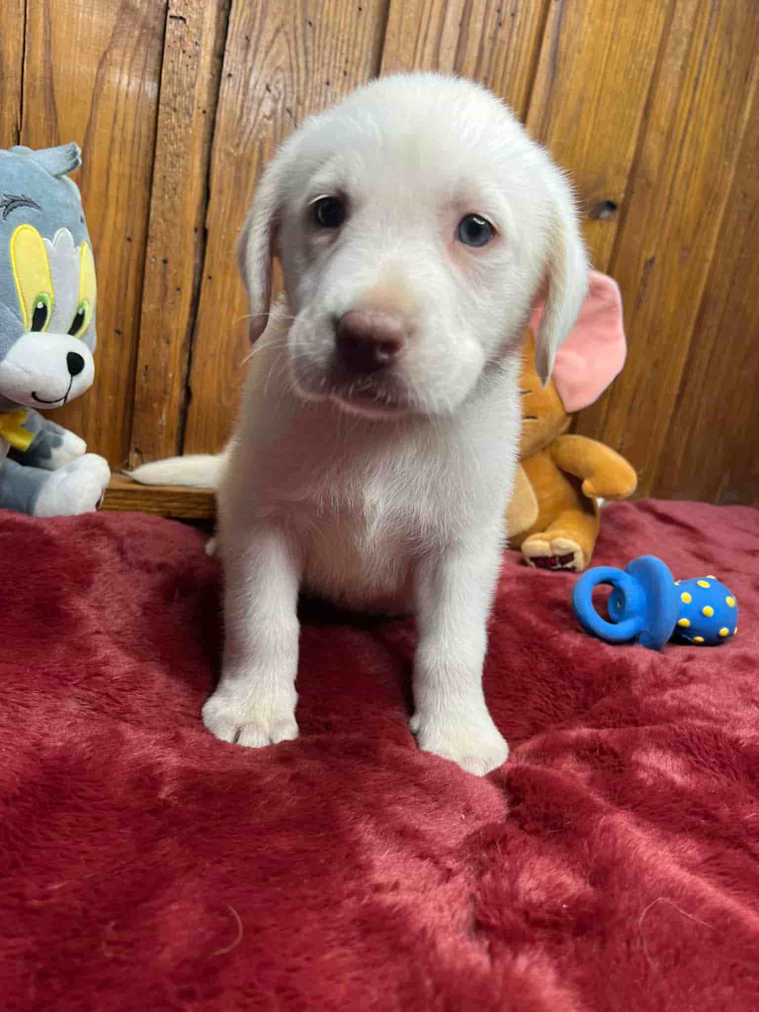 A purebred black Labrador Retriever puppy with a pink curtain and red rose flowers around him.