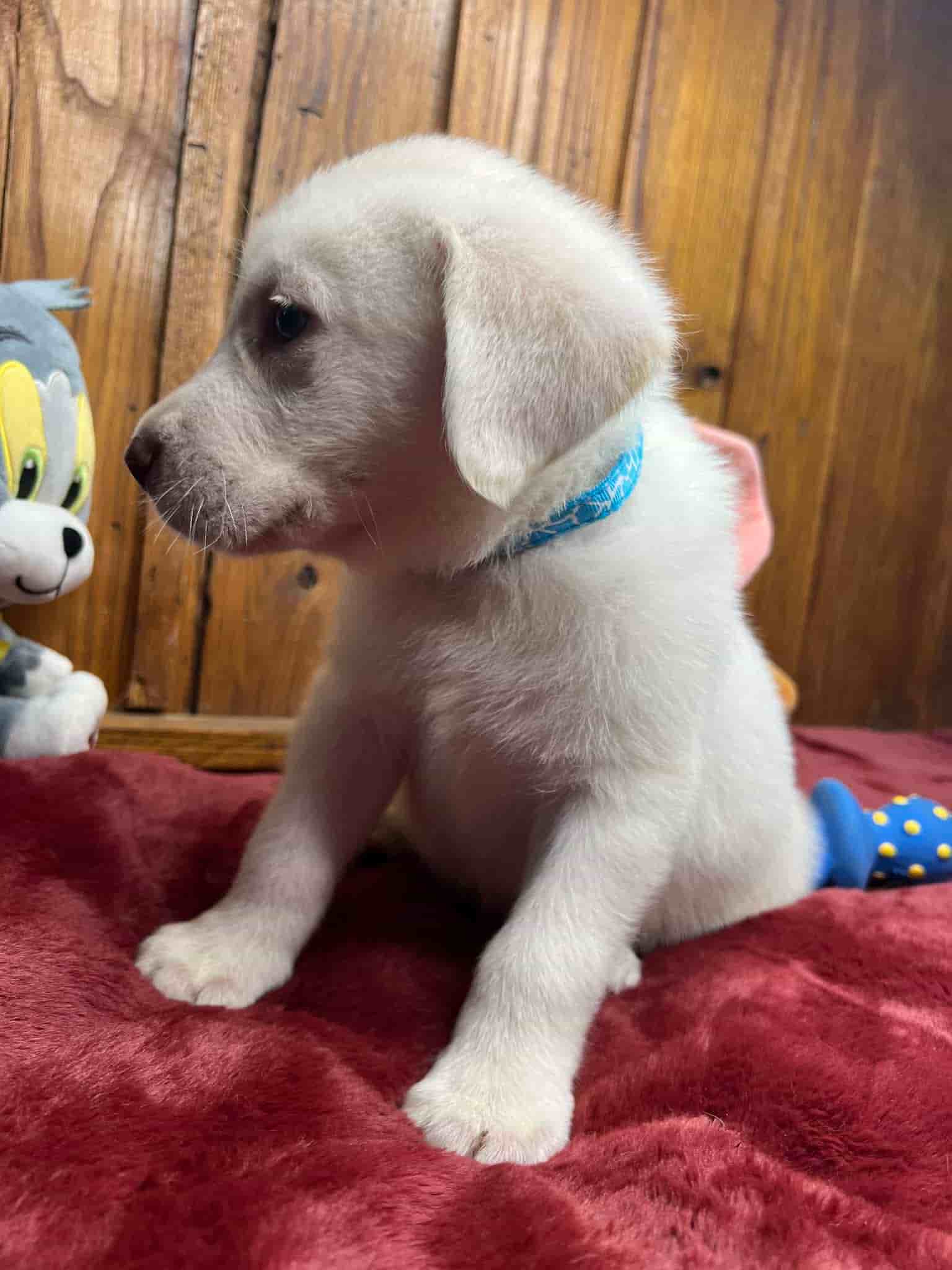 A purebred black Labrador Retriever puppy with a pink curtain and red rose flowers around him.