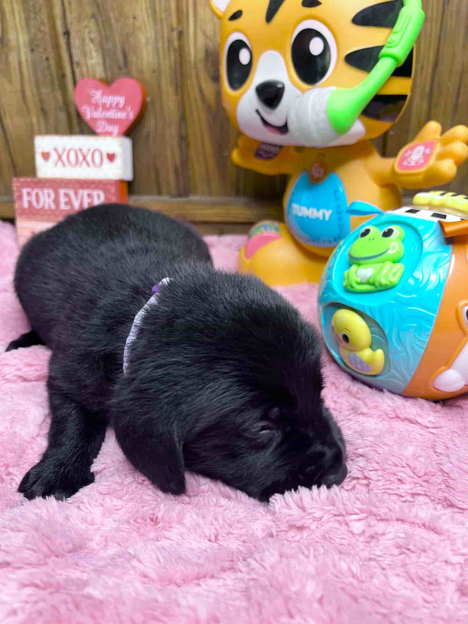 A purebred black Labrador Retriever puppy with a pink curtain and red rose flowers around him.