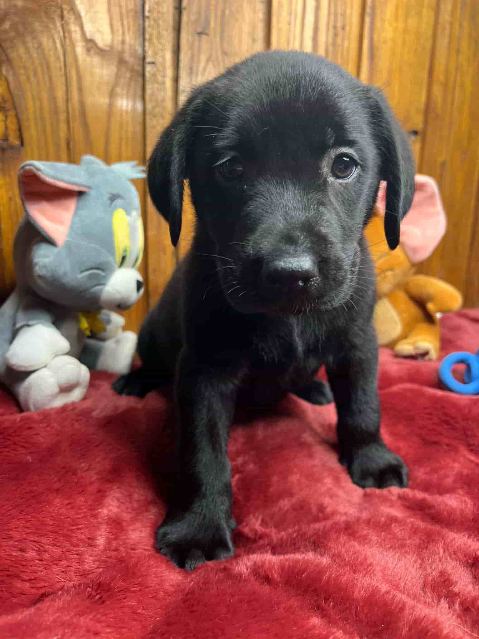 A purebred black Labrador Retriever puppy with a pink curtain and red rose flowers around him.