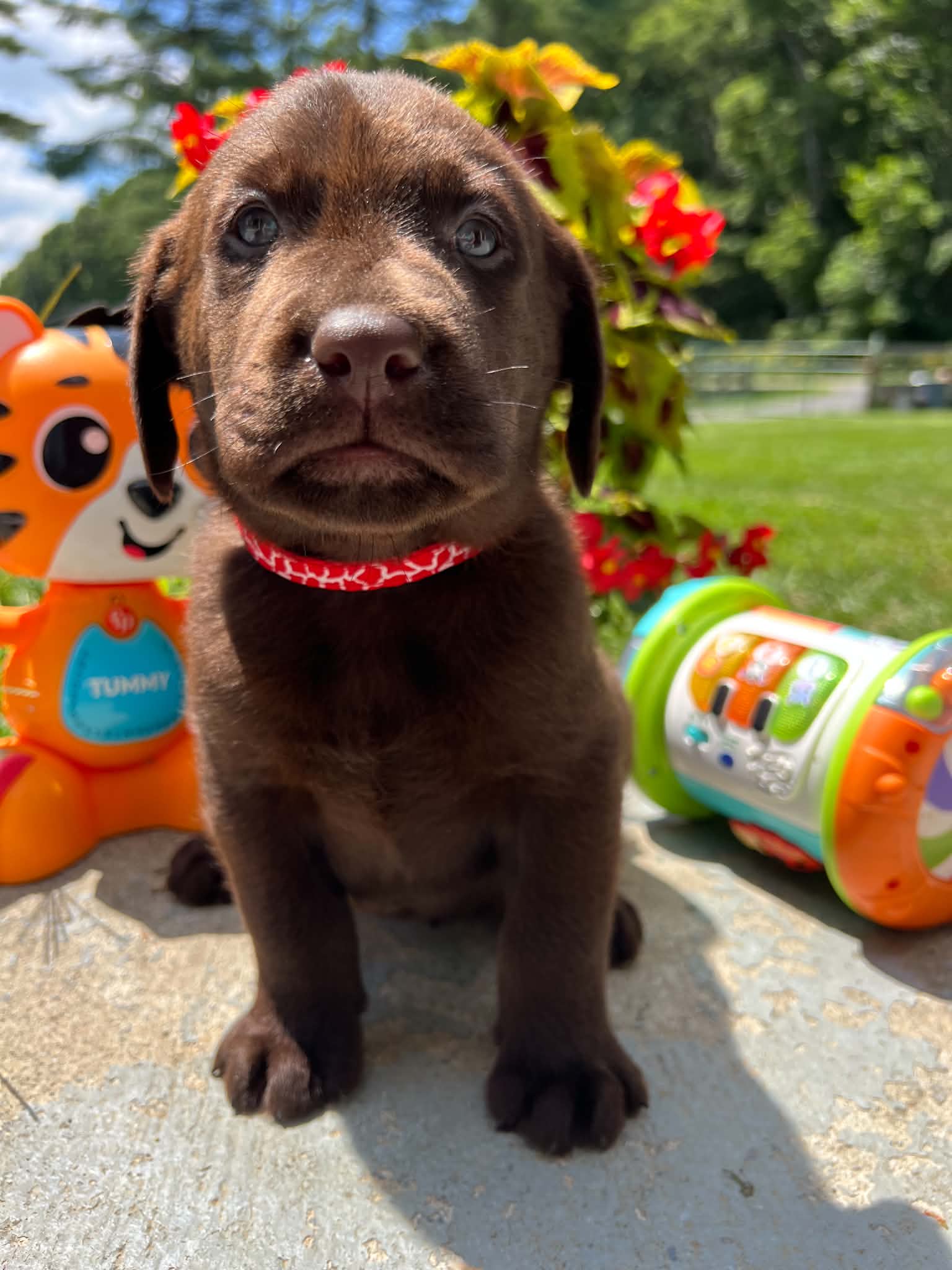 A purebred Labrador Retriever puppy outside in natural daylight.