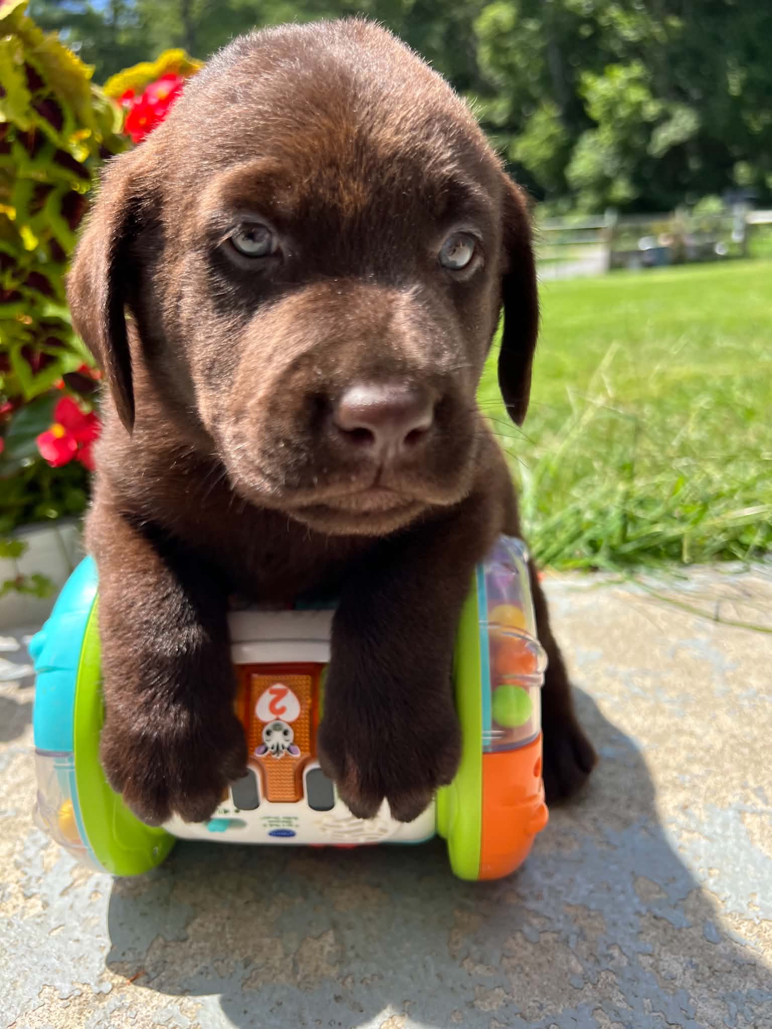 A purebred Labrador Retriever puppy outside in natural daylight.