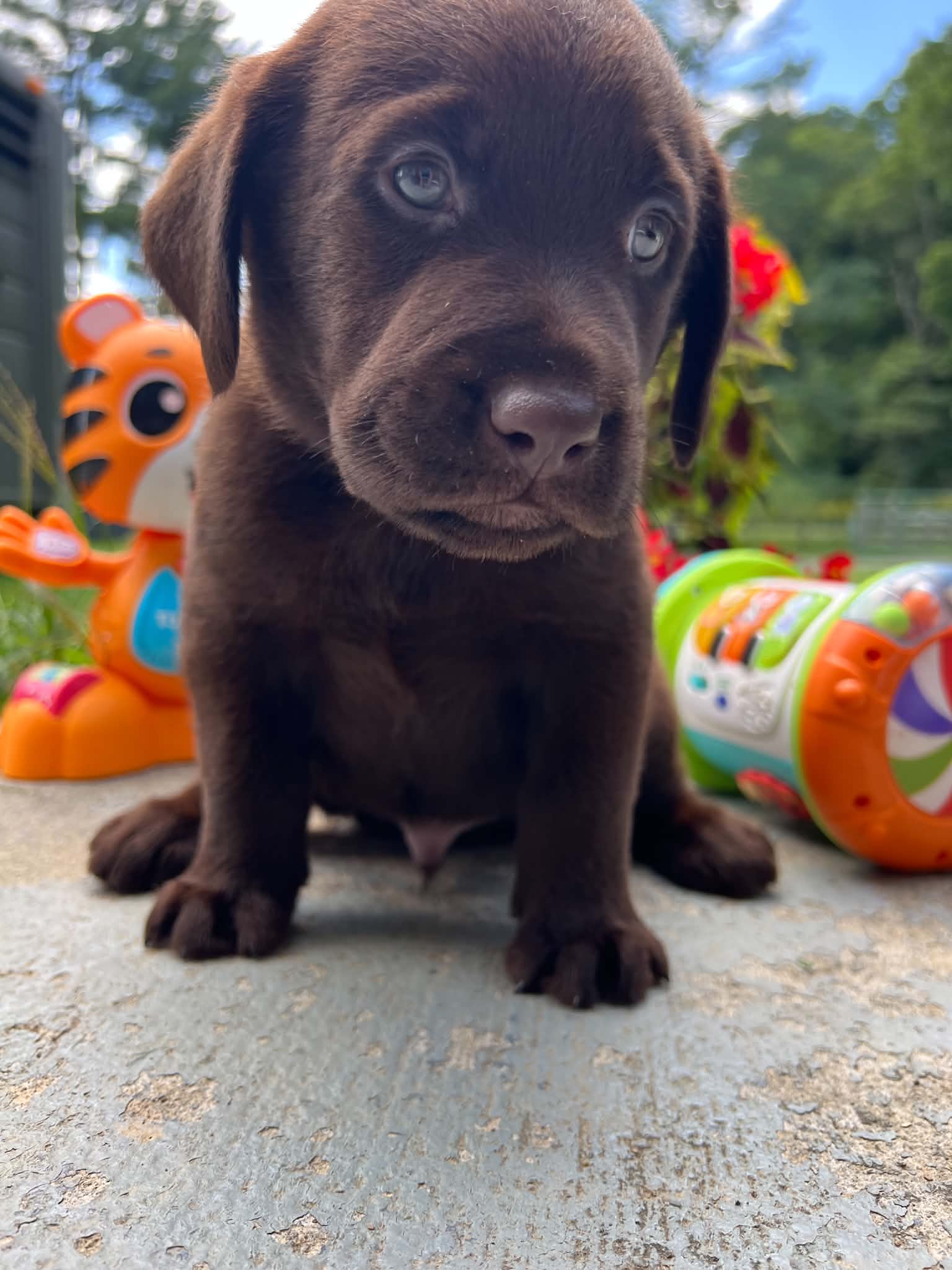 A purebred Labrador Retriever puppy outside in natural daylight.
