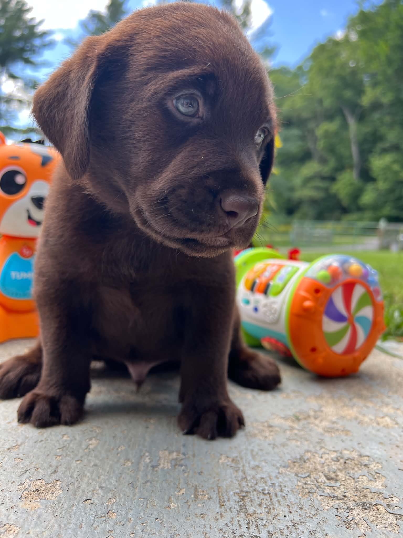 A purebred Labrador Retriever puppy outside in natural daylight.