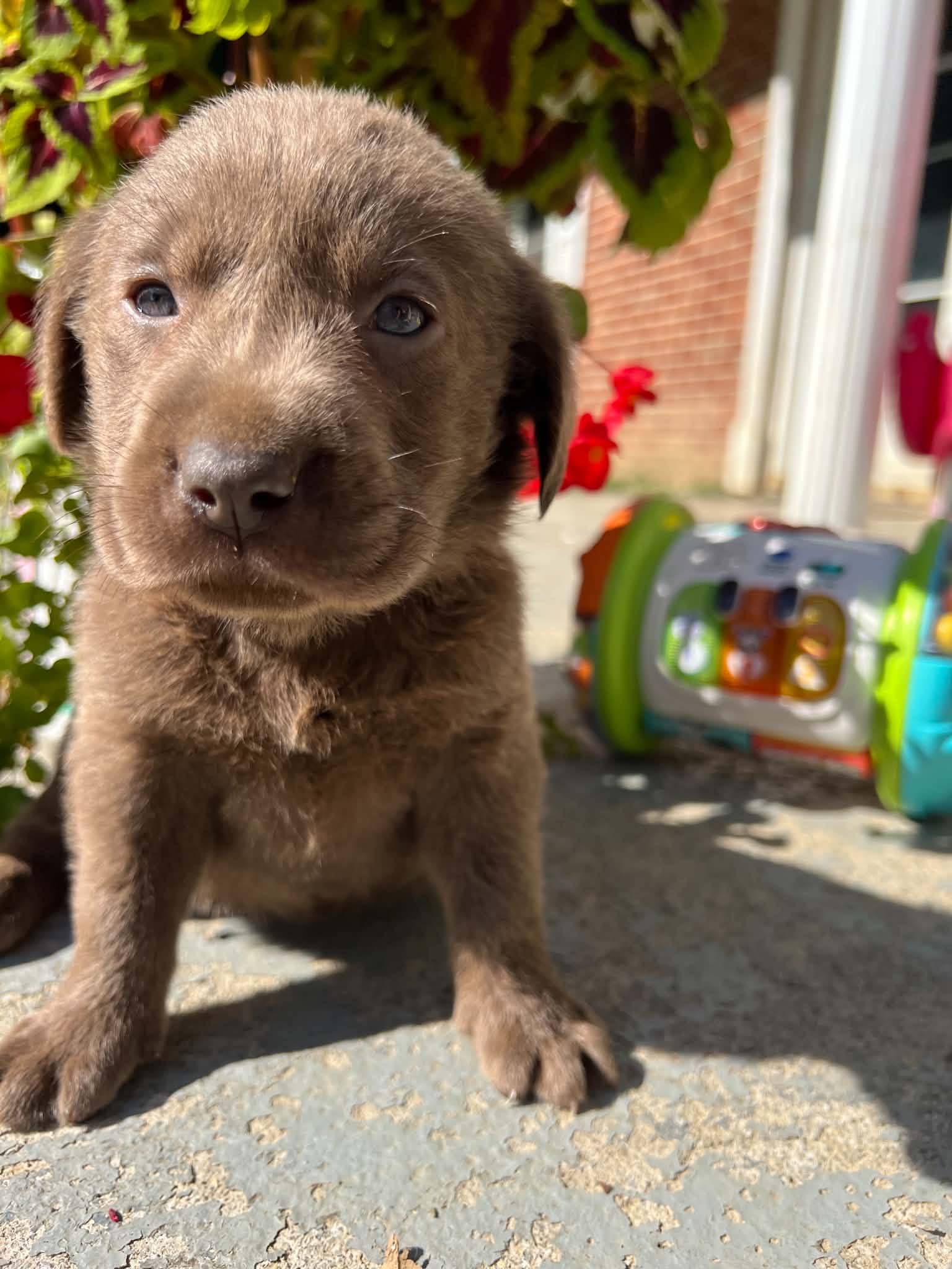 A purebred Labrador Retriever puppy outside in natural daylight.