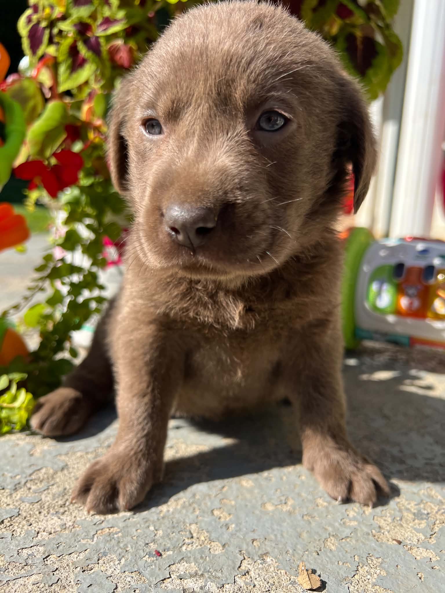A purebred Labrador Retriever puppy outside in natural daylight.