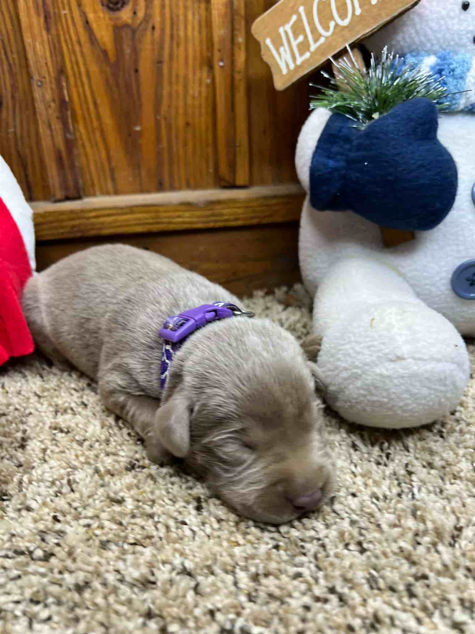 A purebred yellow Labrador Retriever puppy with a pink curtain and red rose flowers around him.