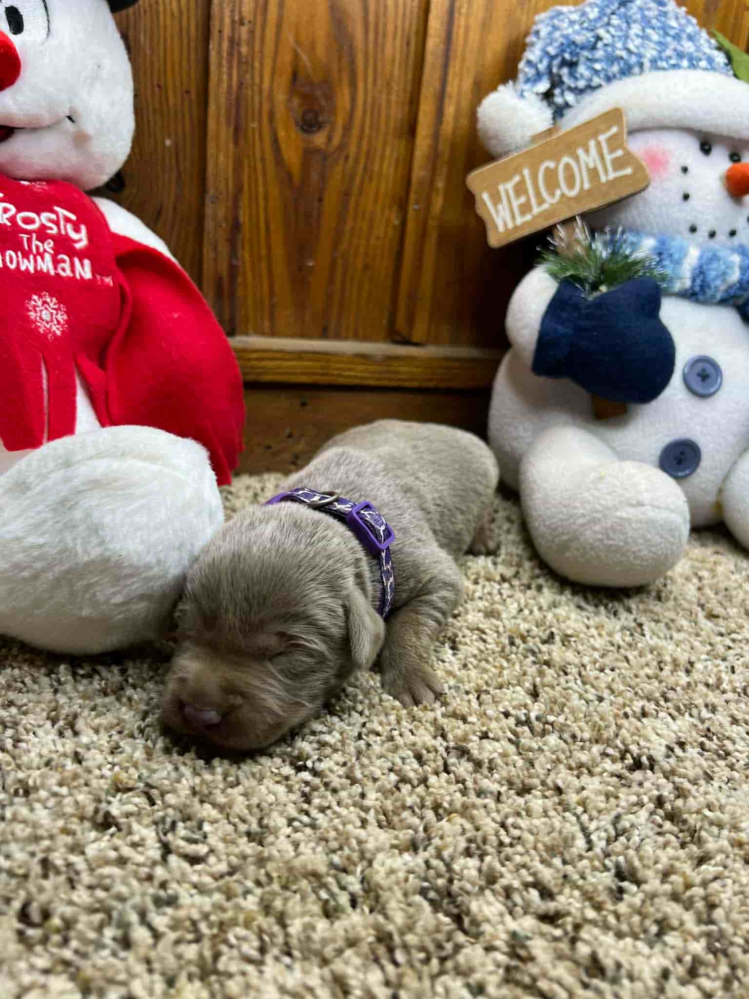 A purebred yellow Labrador Retriever puppy with a pink curtain and red rose flowers around him.