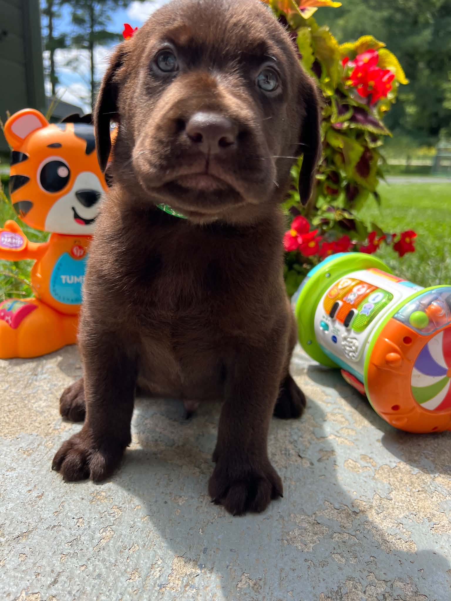A purebred Labrador Retriever puppy outside in natural daylight.