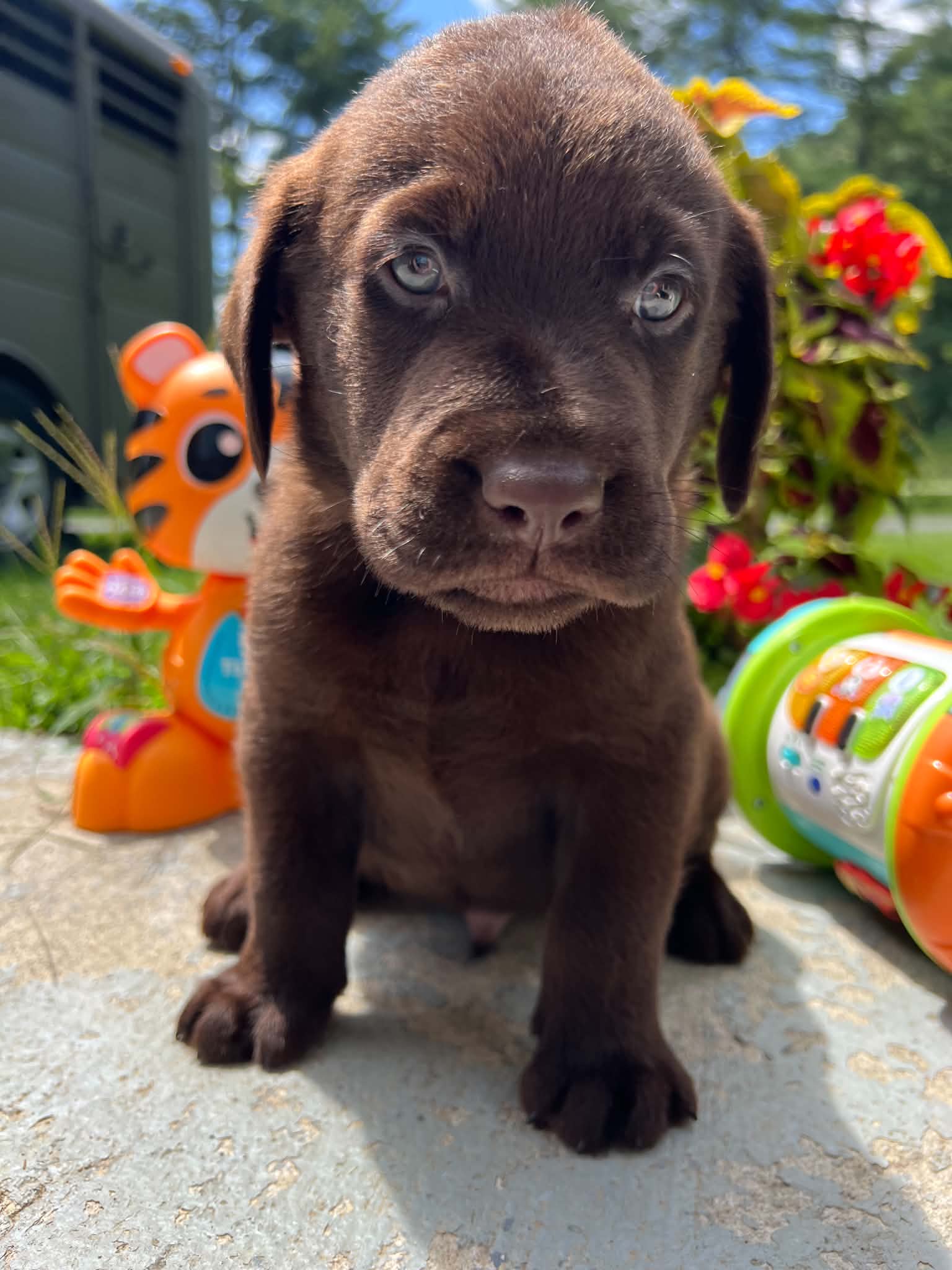 A purebred Labrador Retriever puppy outside in natural daylight.