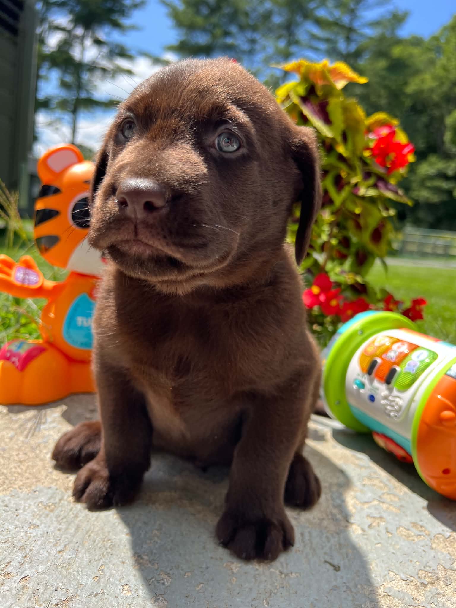 A purebred Labrador Retriever puppy outside in natural daylight.