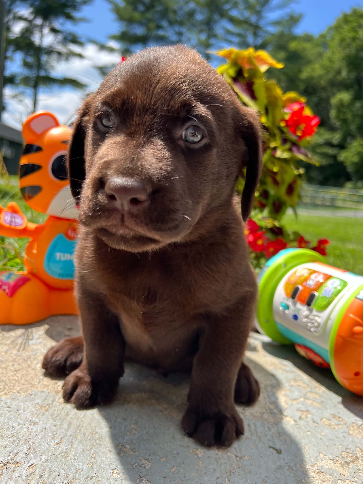 A purebred Labrador Retriever puppy outside in natural daylight.