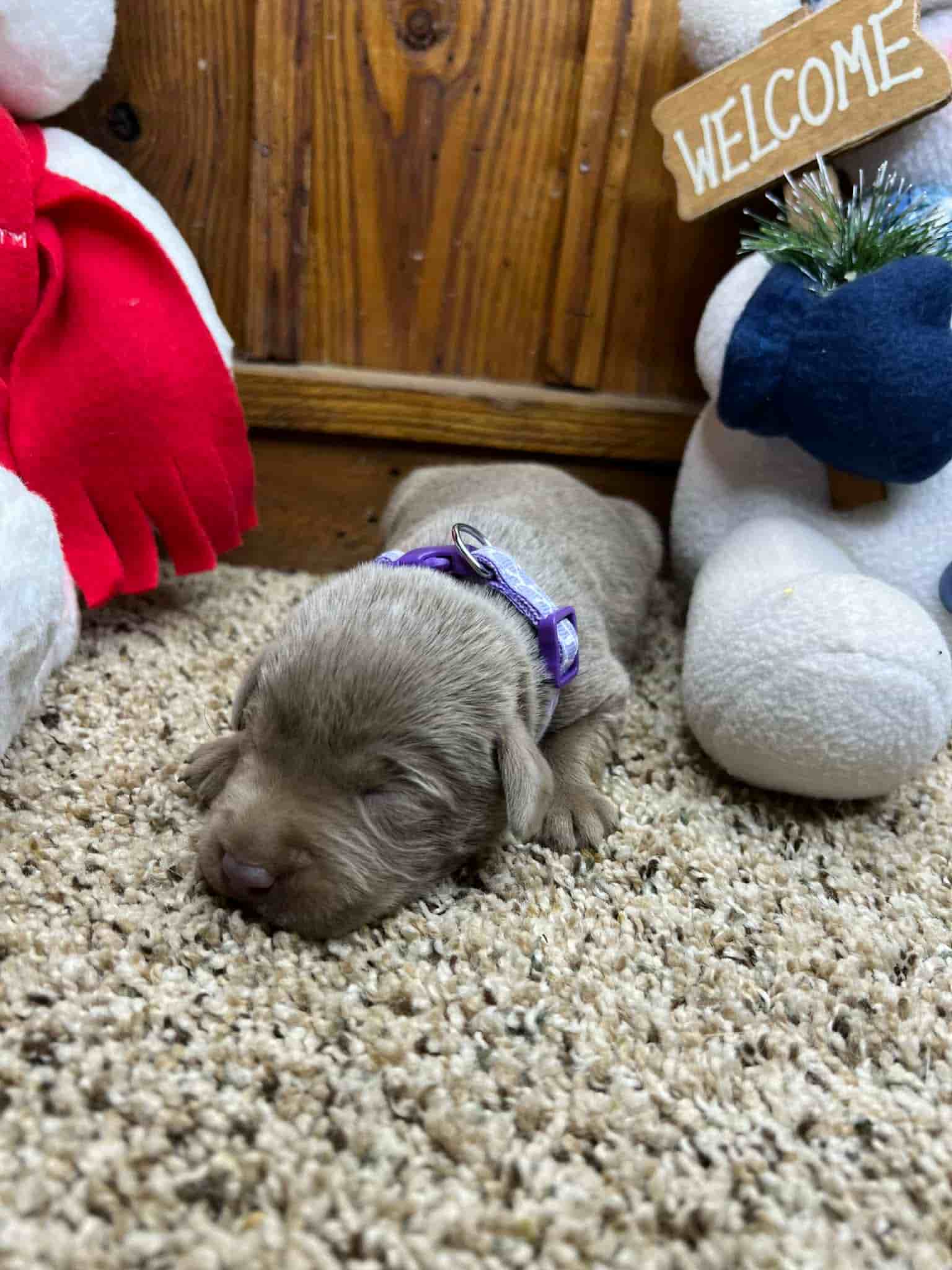 A purebred yellow Labrador Retriever puppy with a pink curtain and red rose flowers around him.