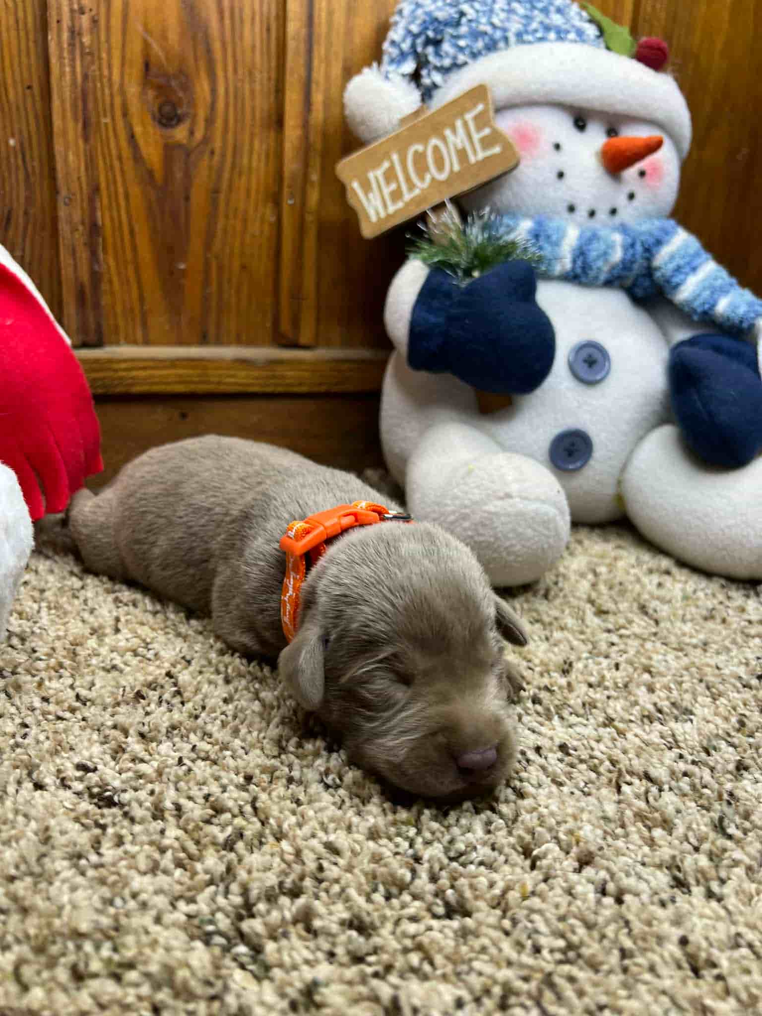 A purebred yellow Labrador Retriever puppy with a pink curtain and red rose flowers around him.