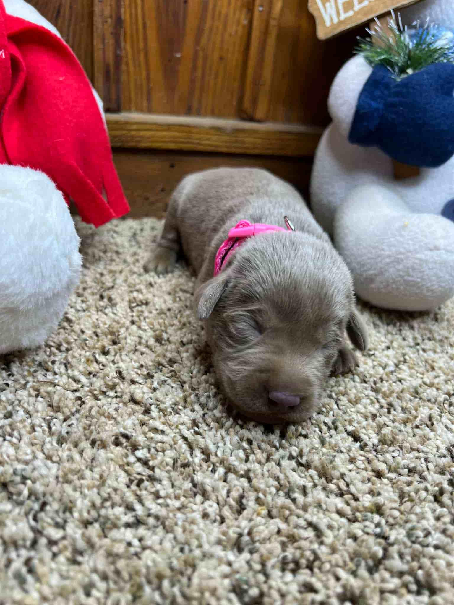 A purebred silver Labrador Retriever puppy with a pink curtain and red rose flowers around him.