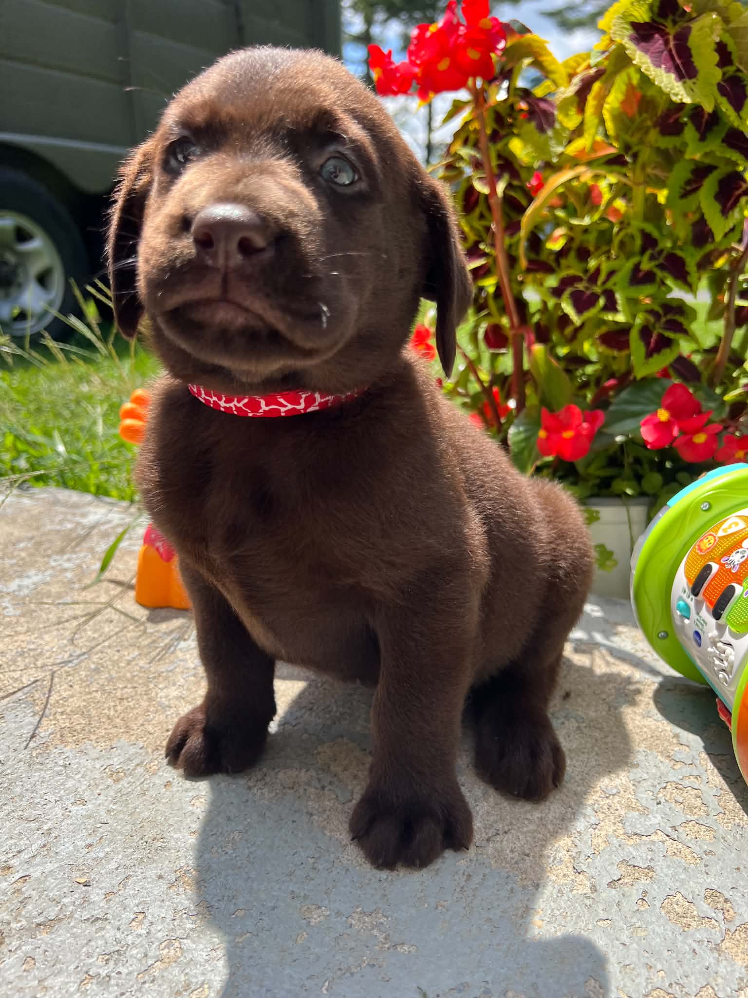 A purebred Labrador Retriever puppy outside in natural daylight.