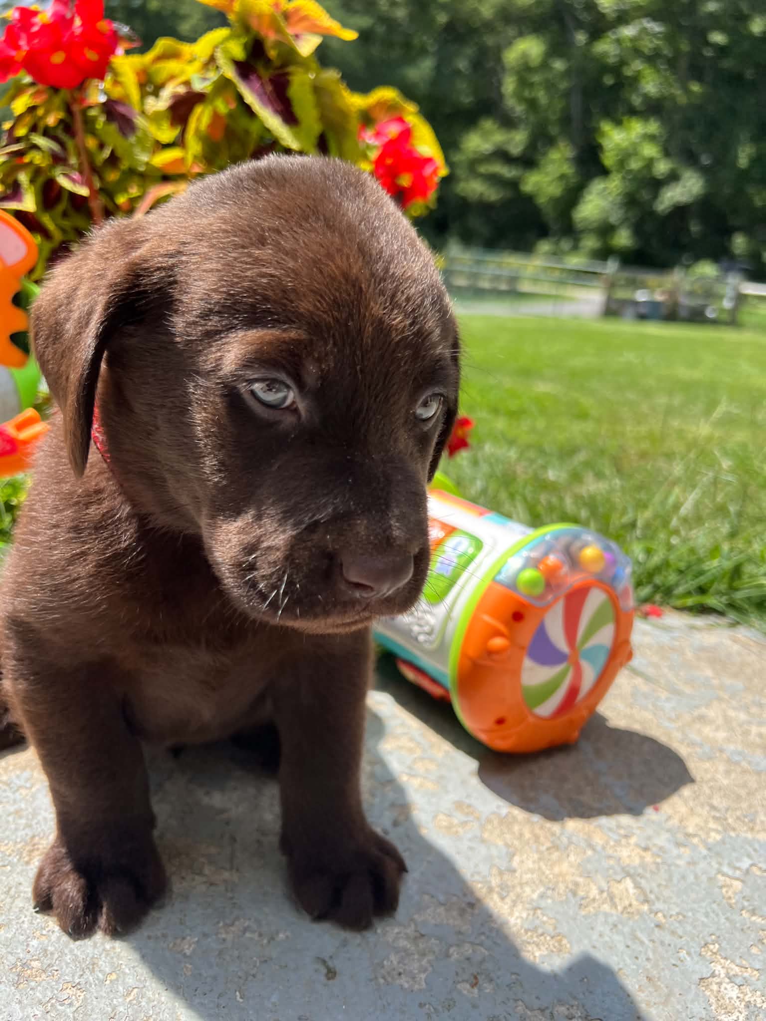 A purebred Labrador Retriever puppy outside in natural daylight.