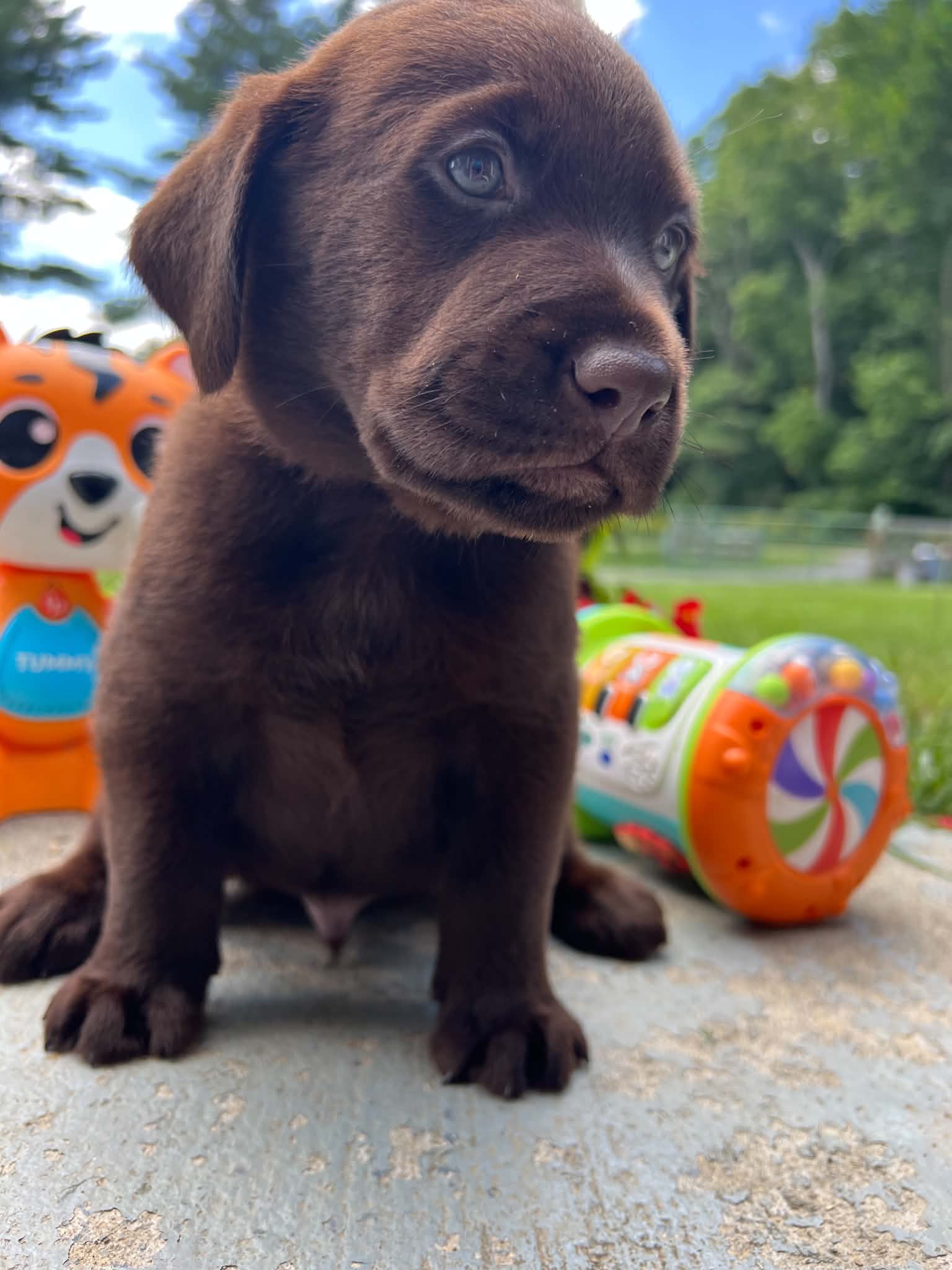 A purebred Labrador Retriever puppy outside in natural daylight.