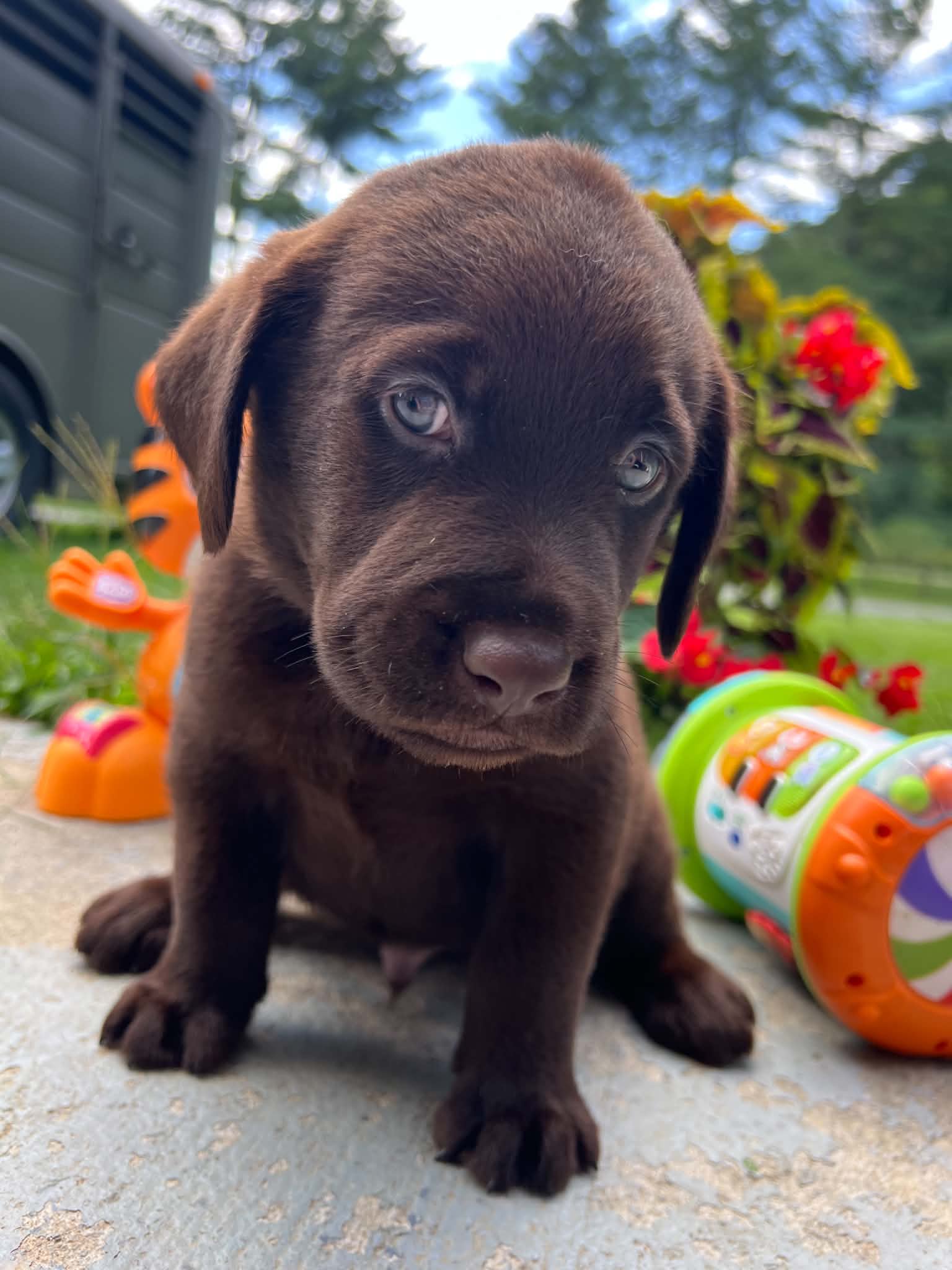 A purebred Labrador Retriever puppy outside in natural daylight.