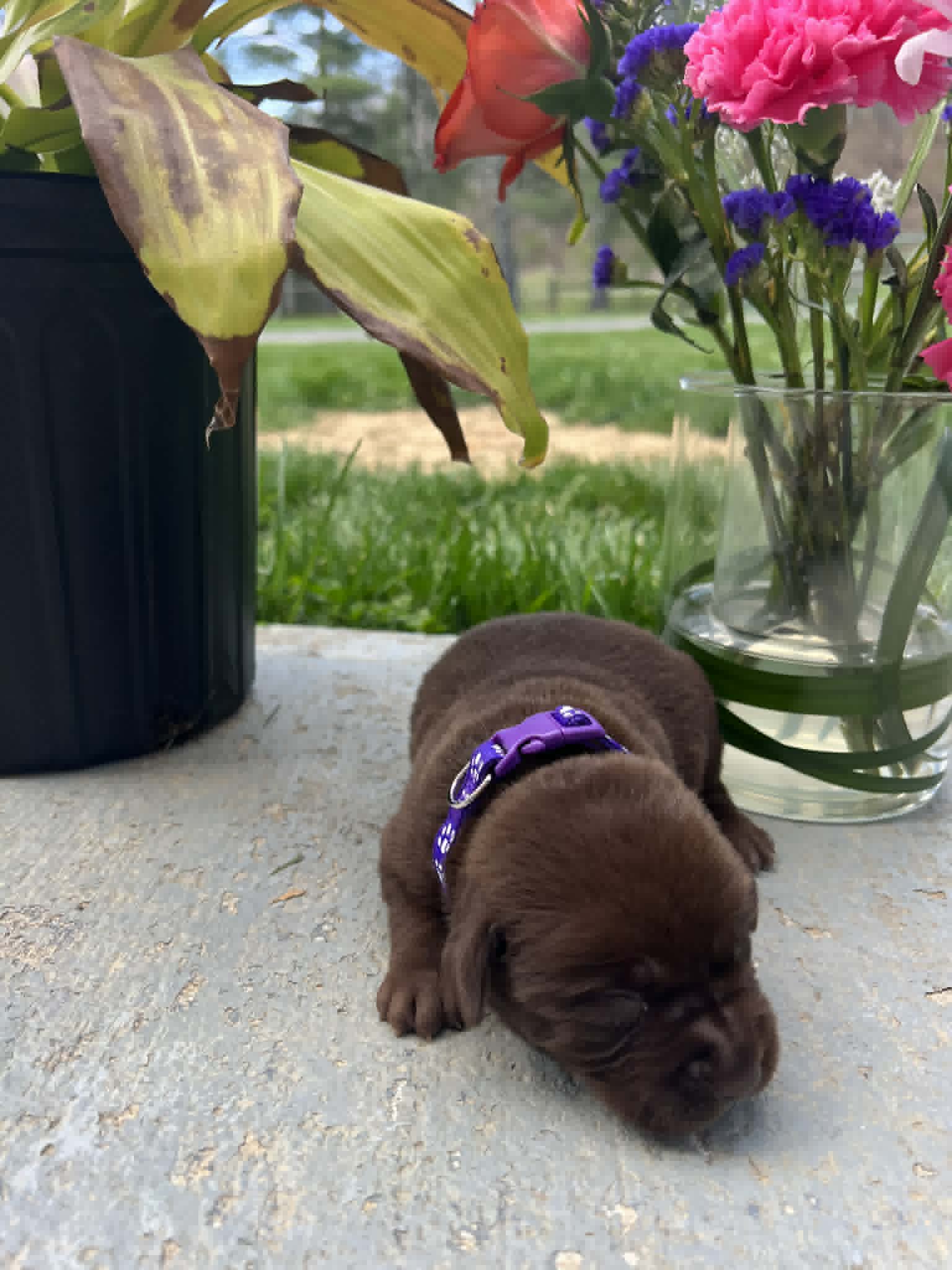 A purebred black Labrador Retriever puppy with a pink curtain and red rose flowers around him.