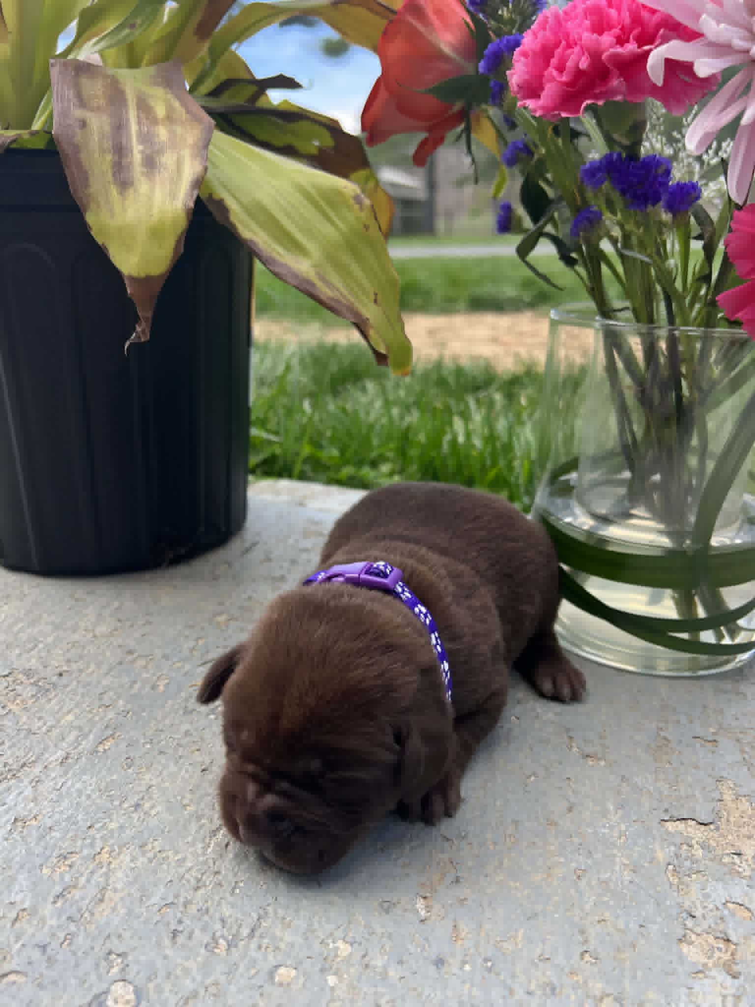 A purebred black Labrador Retriever puppy with a pink curtain and red rose flowers around him.