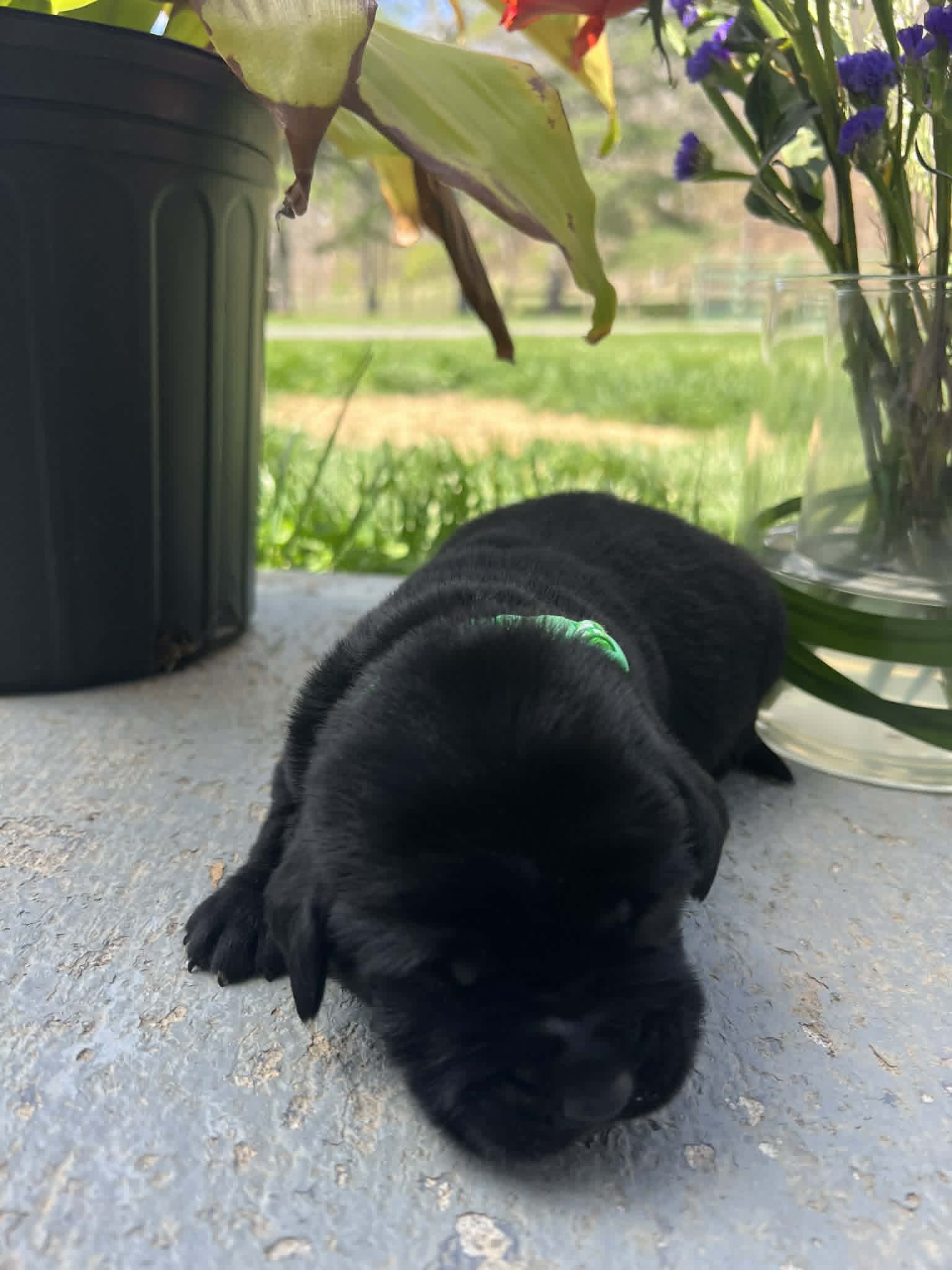 A purebred black Labrador Retriever puppy with a pink curtain and red rose flowers around him.