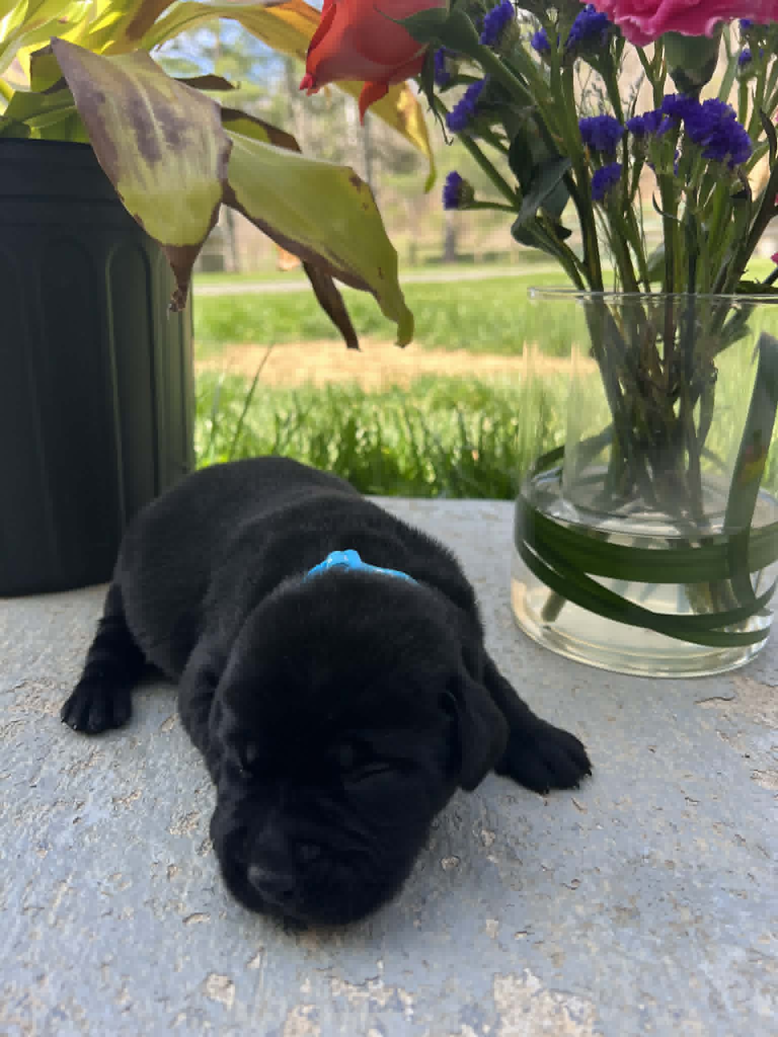 A purebred black Labrador Retriever puppy with a pink curtain and red rose flowers around him.